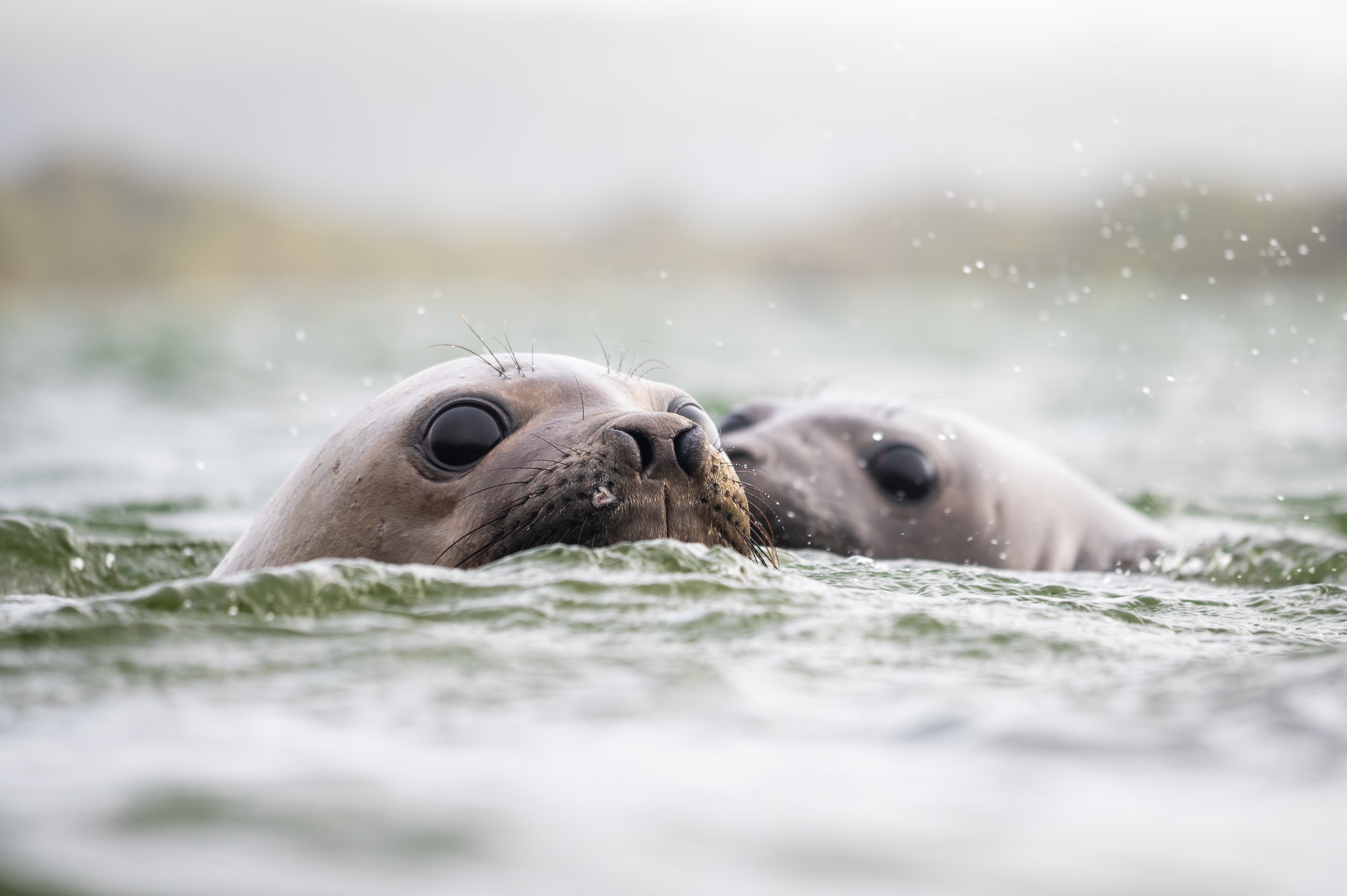 Two seals swim close together in the water, with just their heads visible above the surface. Water droplets splash around them and the background appears blurry and natural.