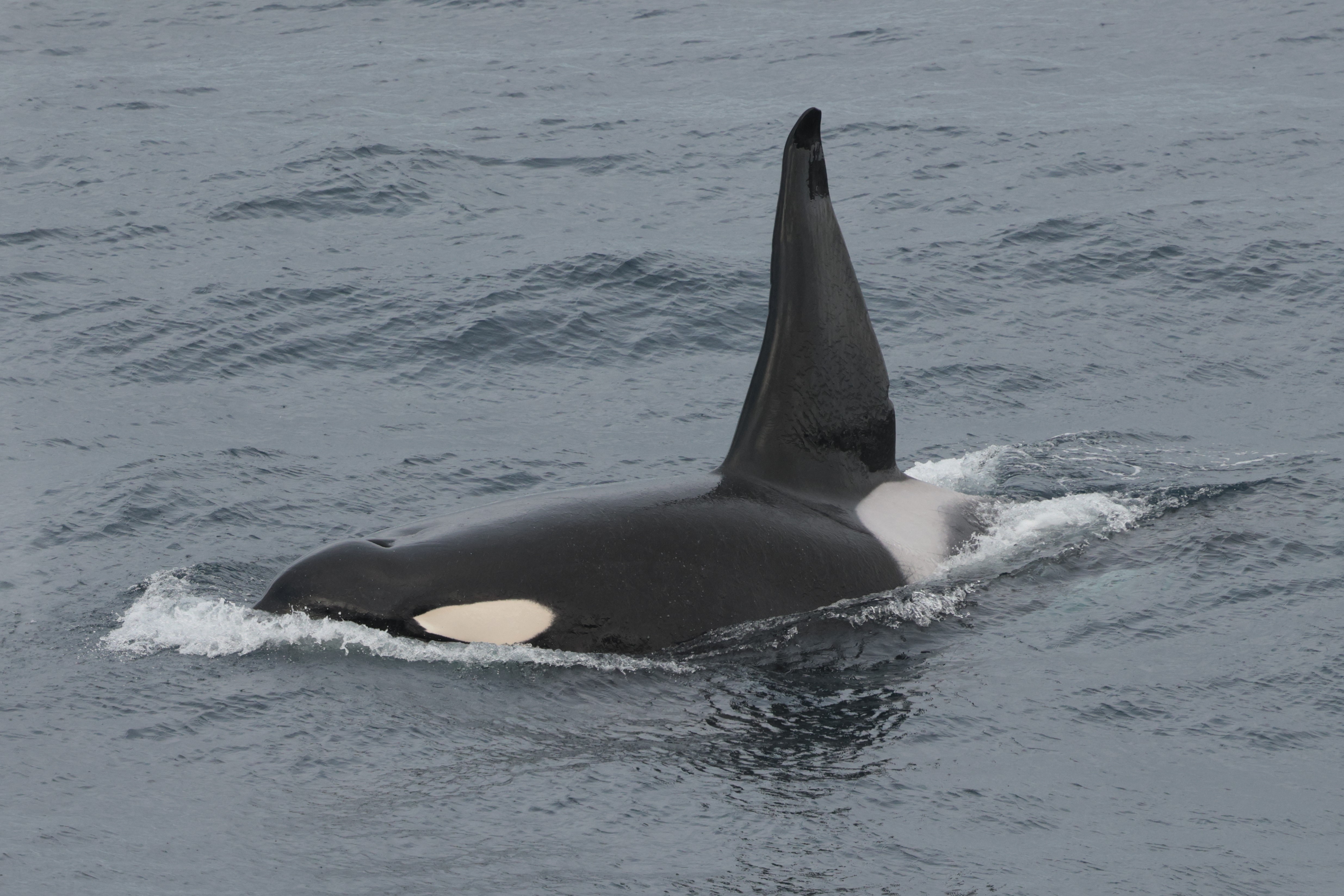 A black and white orca swims at the ocean’s surface, with its large dorsal fin rising above the water and a white oval patch visible near its eye.