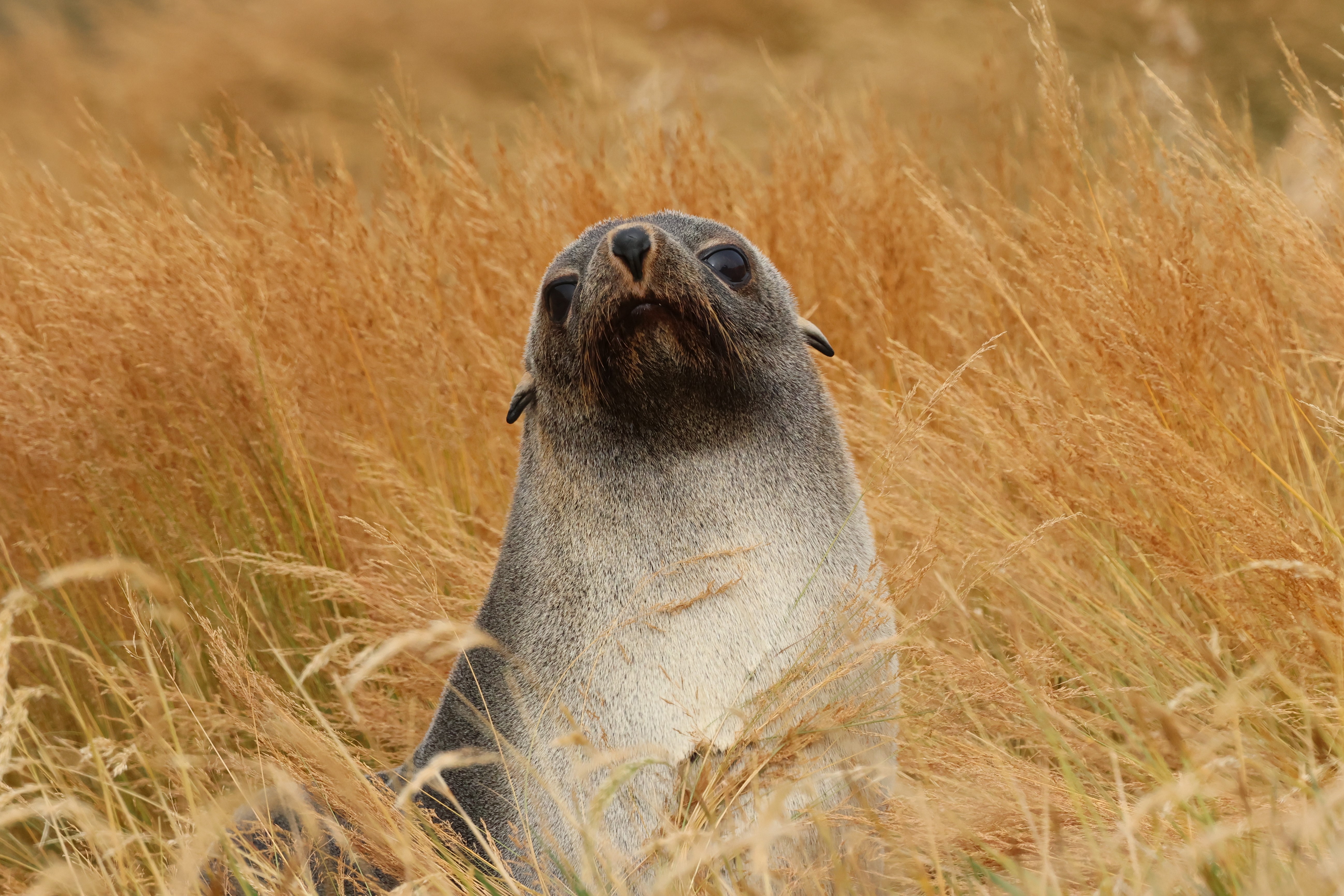 A fur seal sits upright in a field of tall, golden-brown grass, looking upward with its eyes half-closed. The background is filled with dense, dry grass.