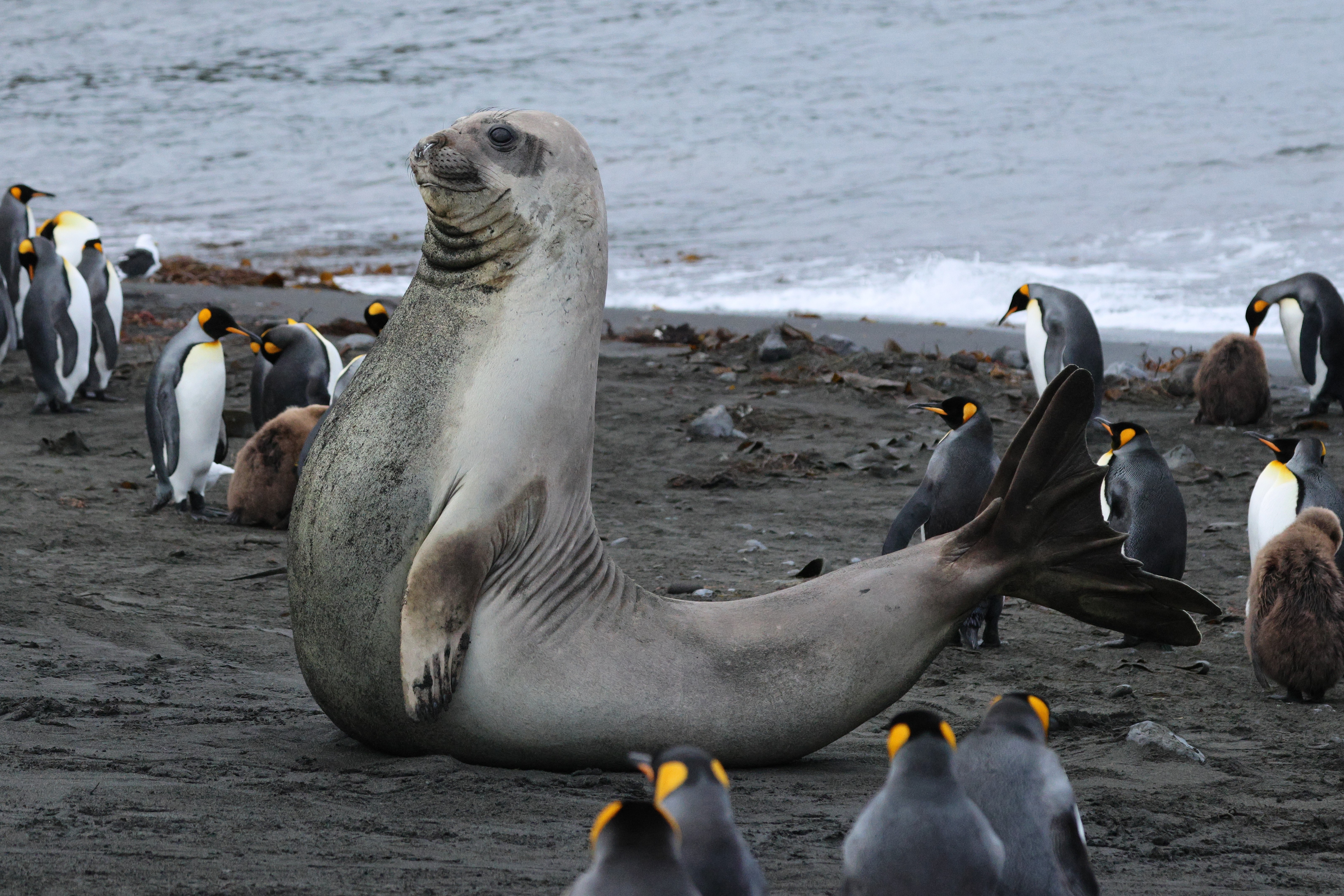 A large seal sits upright on a dark sandy beach, surrounded by numerous king penguins and a few penguin chicks near the shoreline. Waves are visible in the background.
