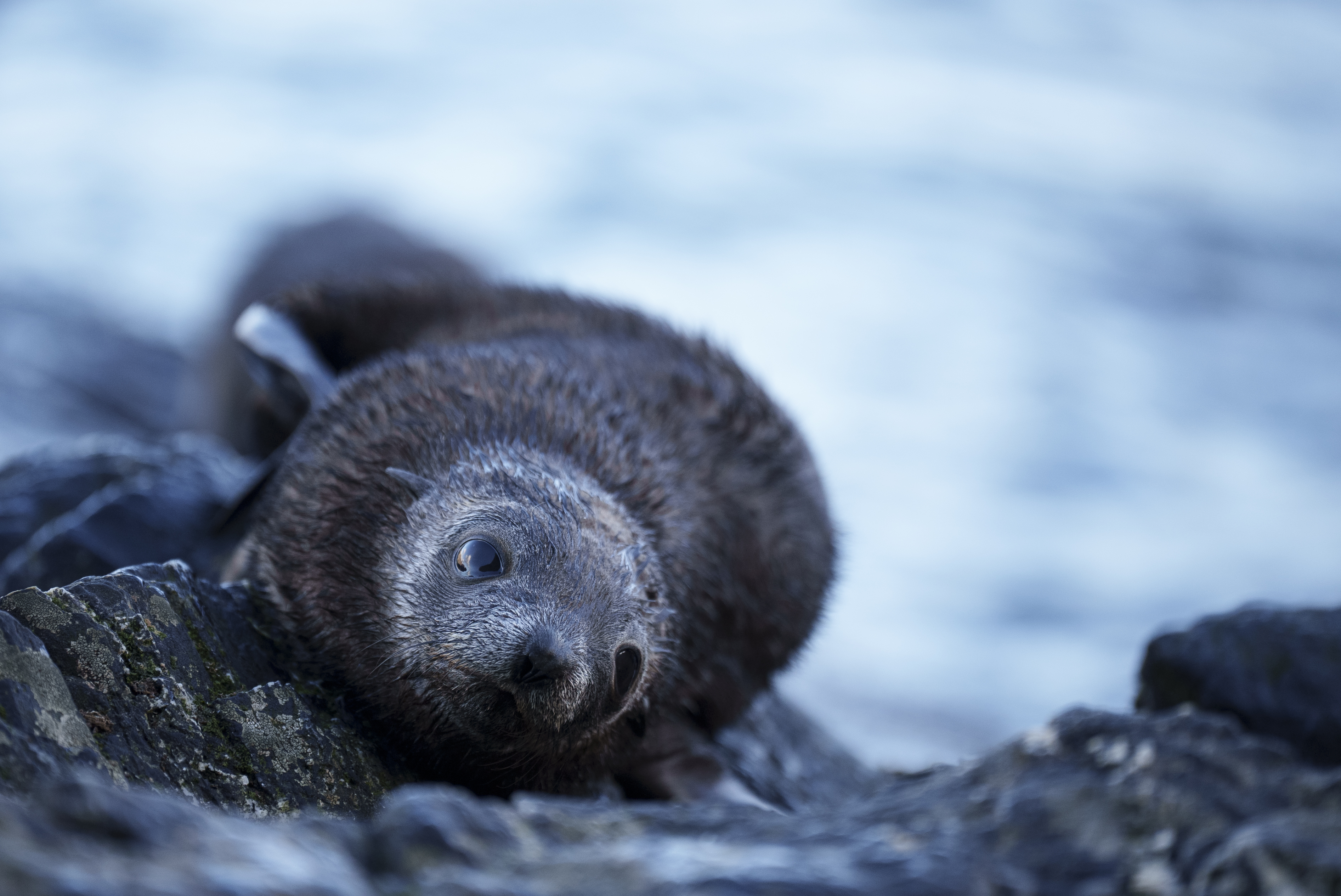A wet, dark brown seal pup lies on rocky ground near the water, looking toward the camera, with a blurred blue and white sea in the background.