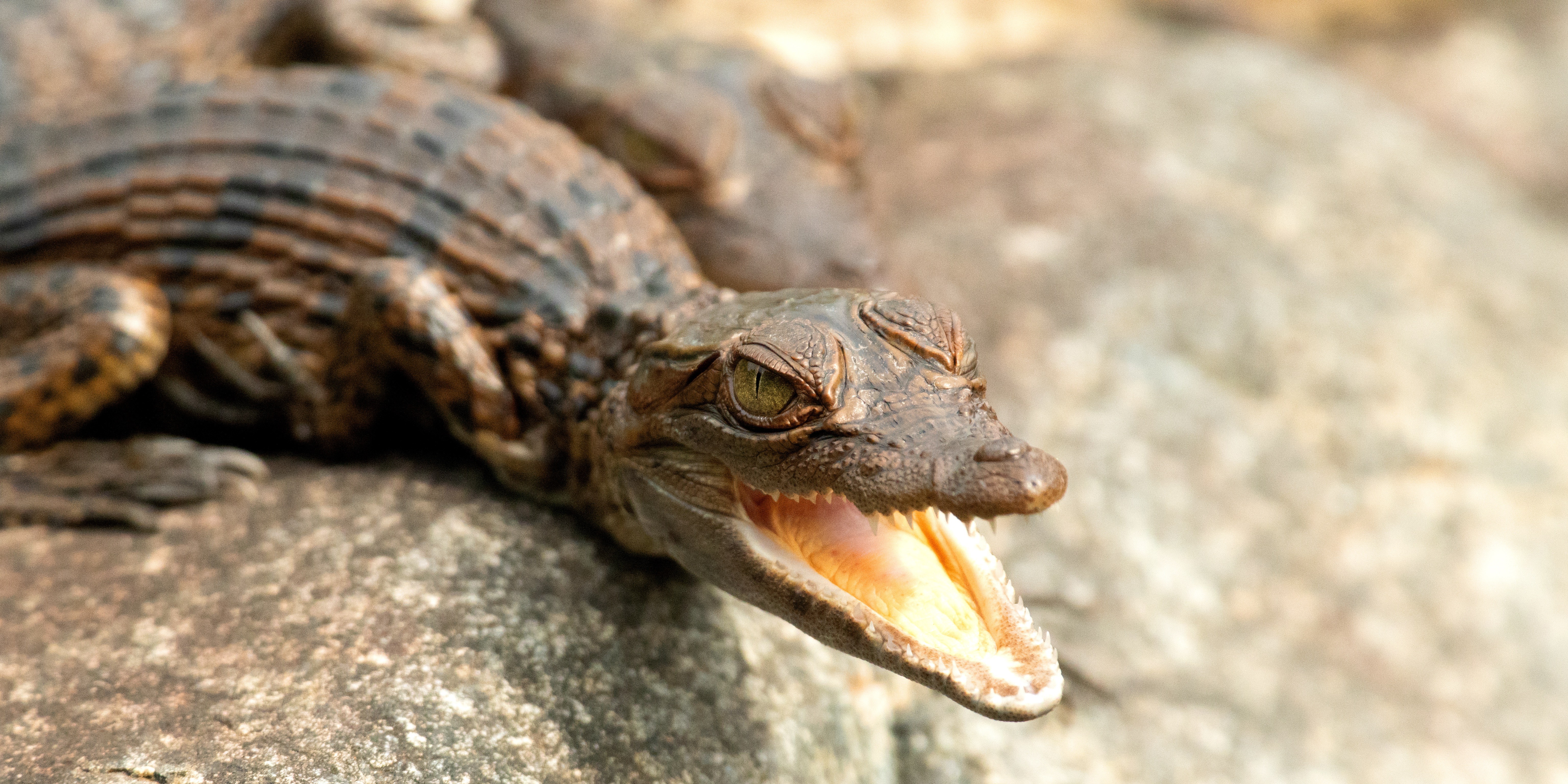A young crocodile with dark, textured skin lies on a rock with its mouth open, showing sharp teeth and a pinkish tongue. Its eyes are alert, and its body is partially visible in the background.