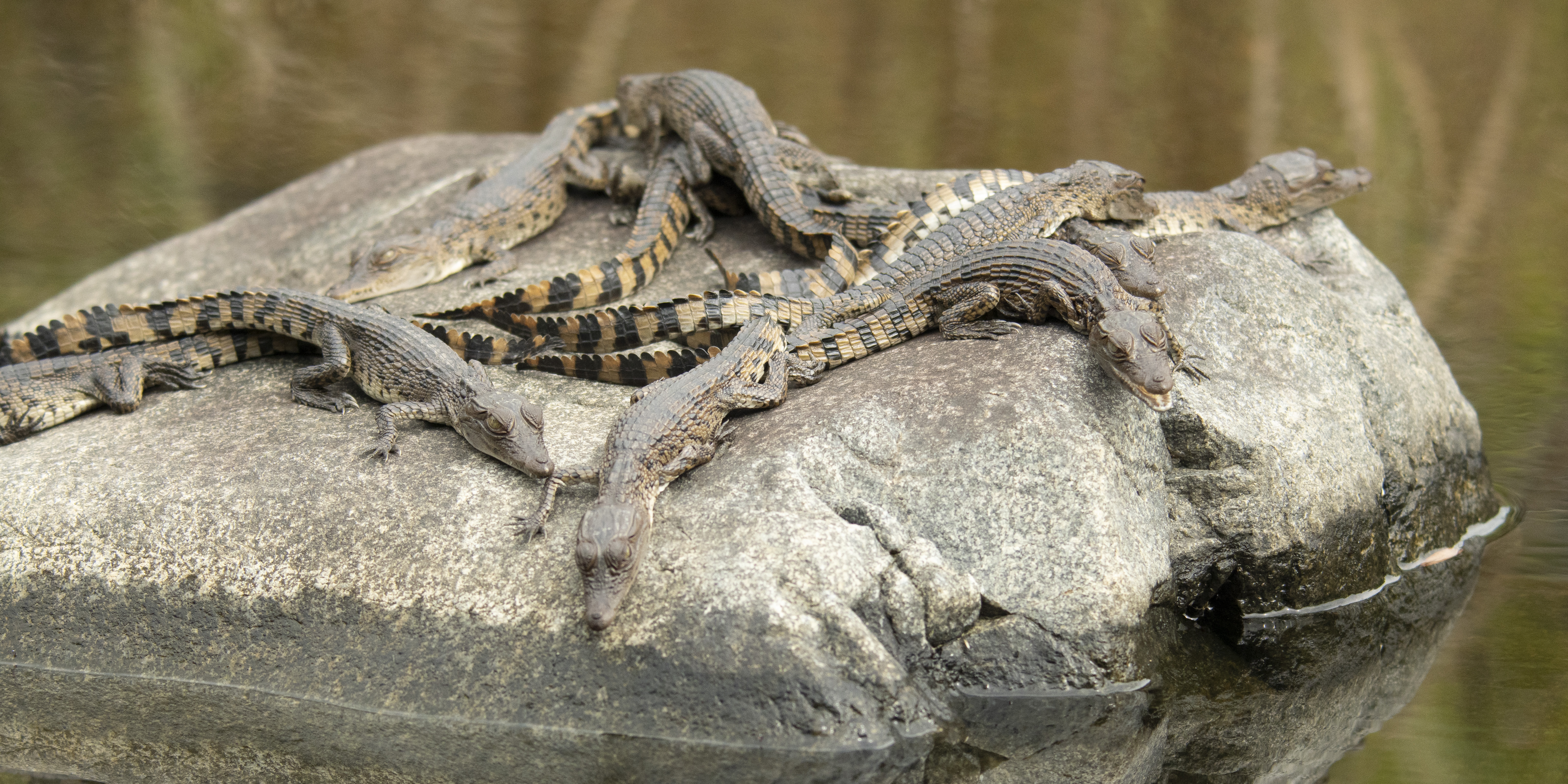 Several young crocodiles with striped bodies are lying closely together on a large rock surrounded by water, blending into their natural environment.
