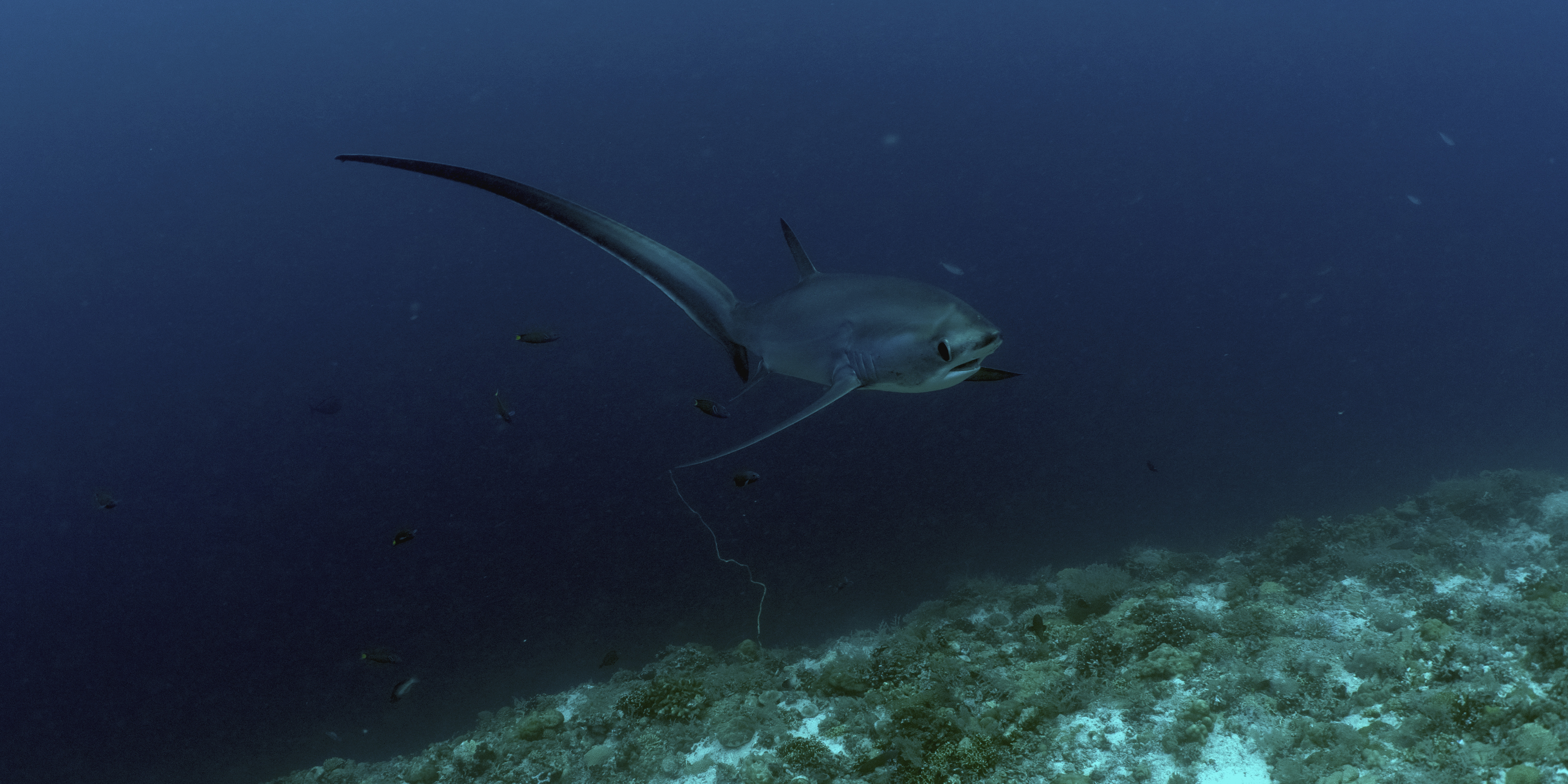 A thresher shark swims near the ocean floor, surrounded by a few small fish, with its long tail trailing behind in the deep blue water.