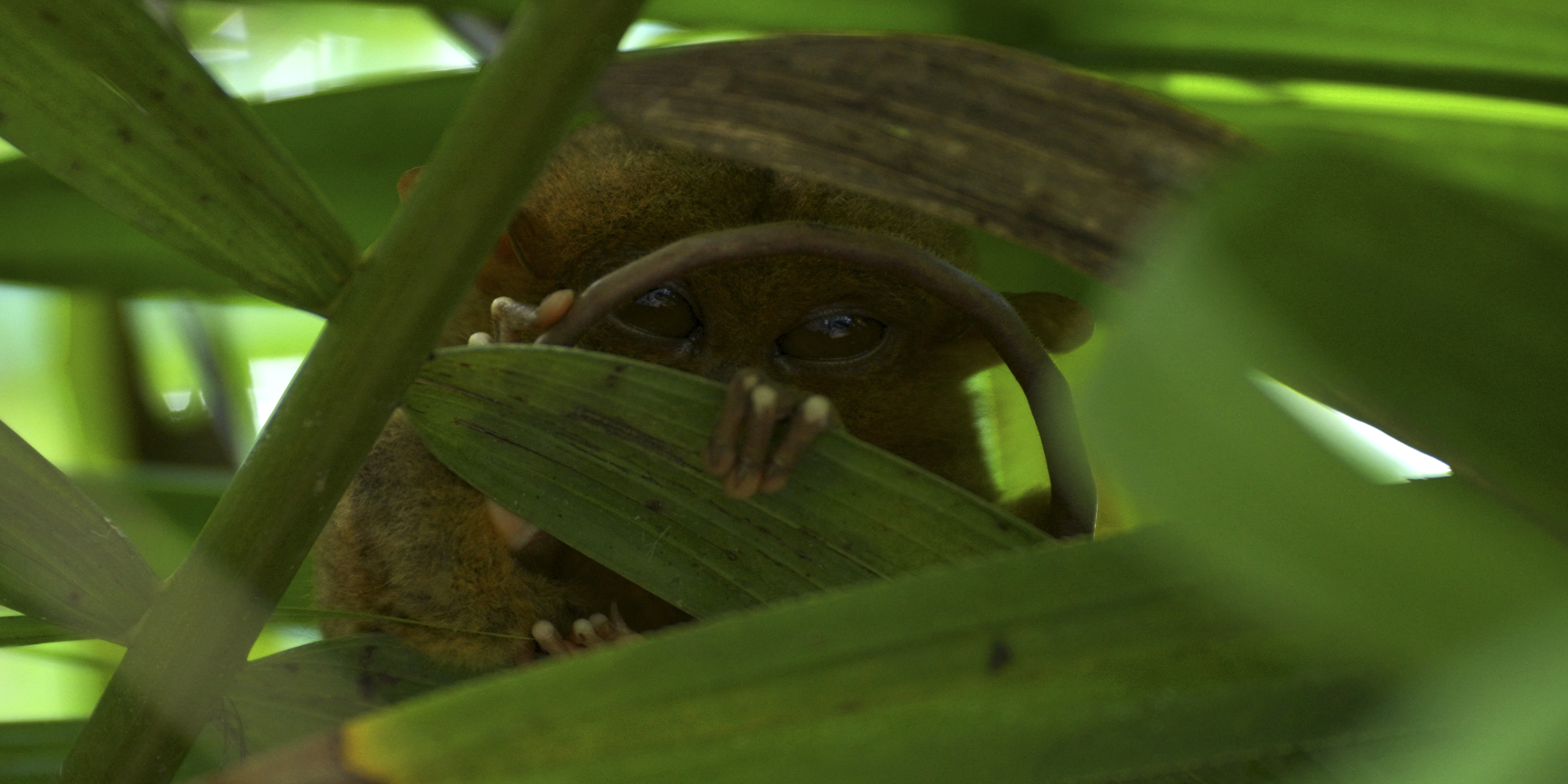A small tarsier peeks through green leaves, partially hidden by foliage, with its large eyes looking directly at the camera.