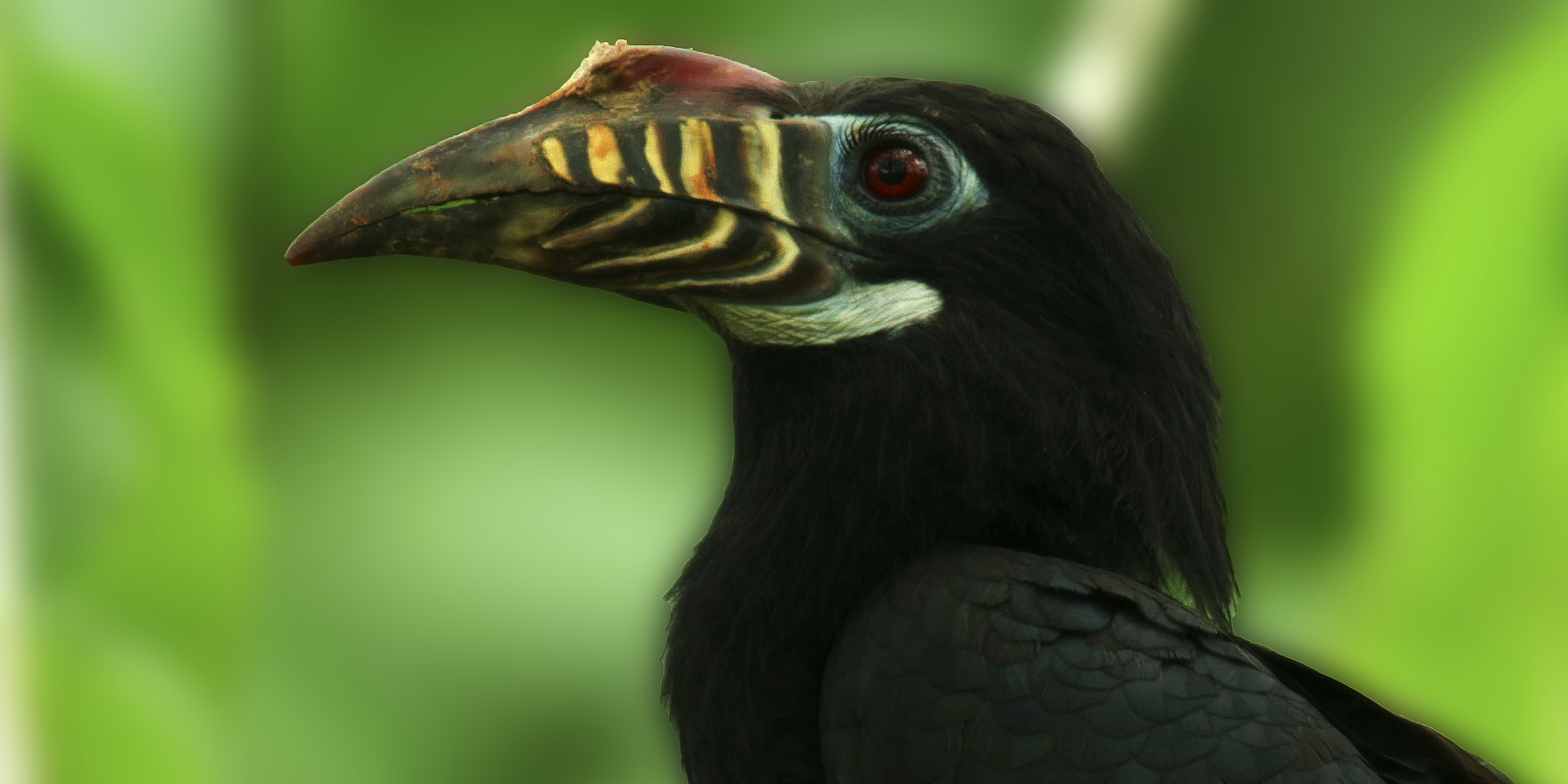 A close-up of a black hornbill bird with striking yellow and brown patterns on its large curved beak, set against a blurred green background.