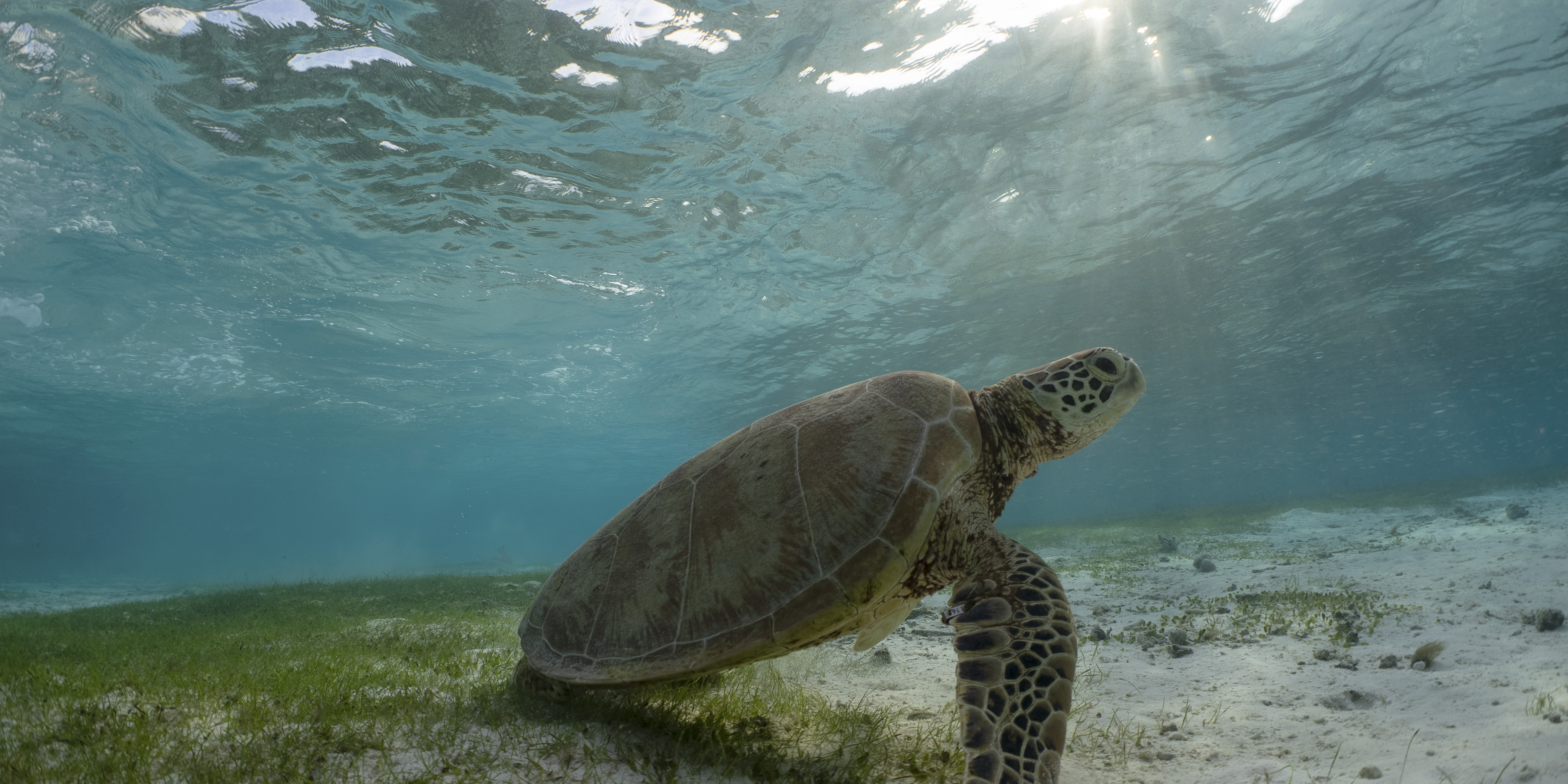 An underwater view of a sea turtle resting on the ocean floor, surrounded by seagrass, with sunlight streaming through the clear blue water above.