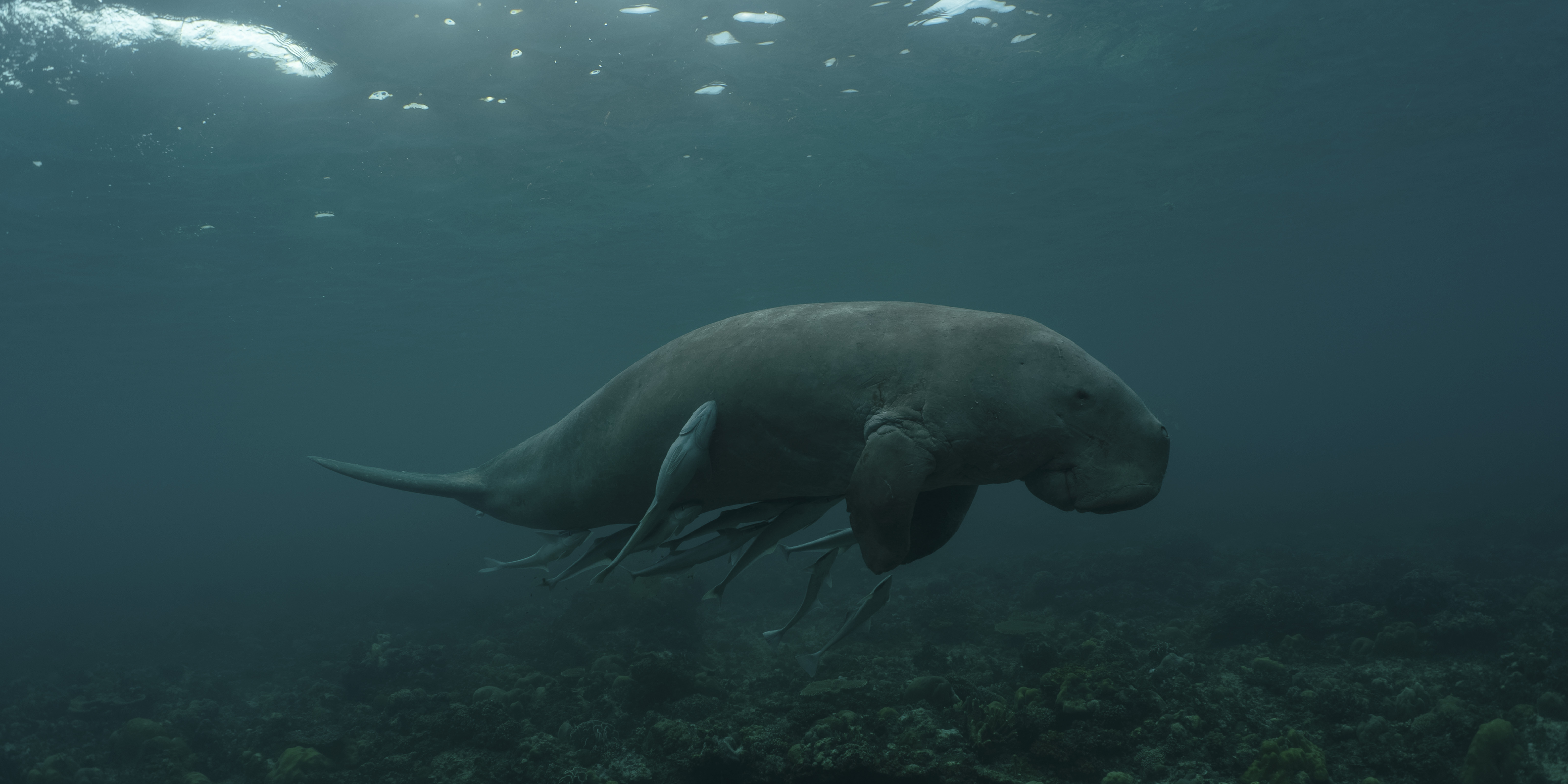A dugong swims gracefully underwater above a coral reef, accompanied by several smaller fish swimming close to its lower body. The water is clear, with sunlight filtering from above.