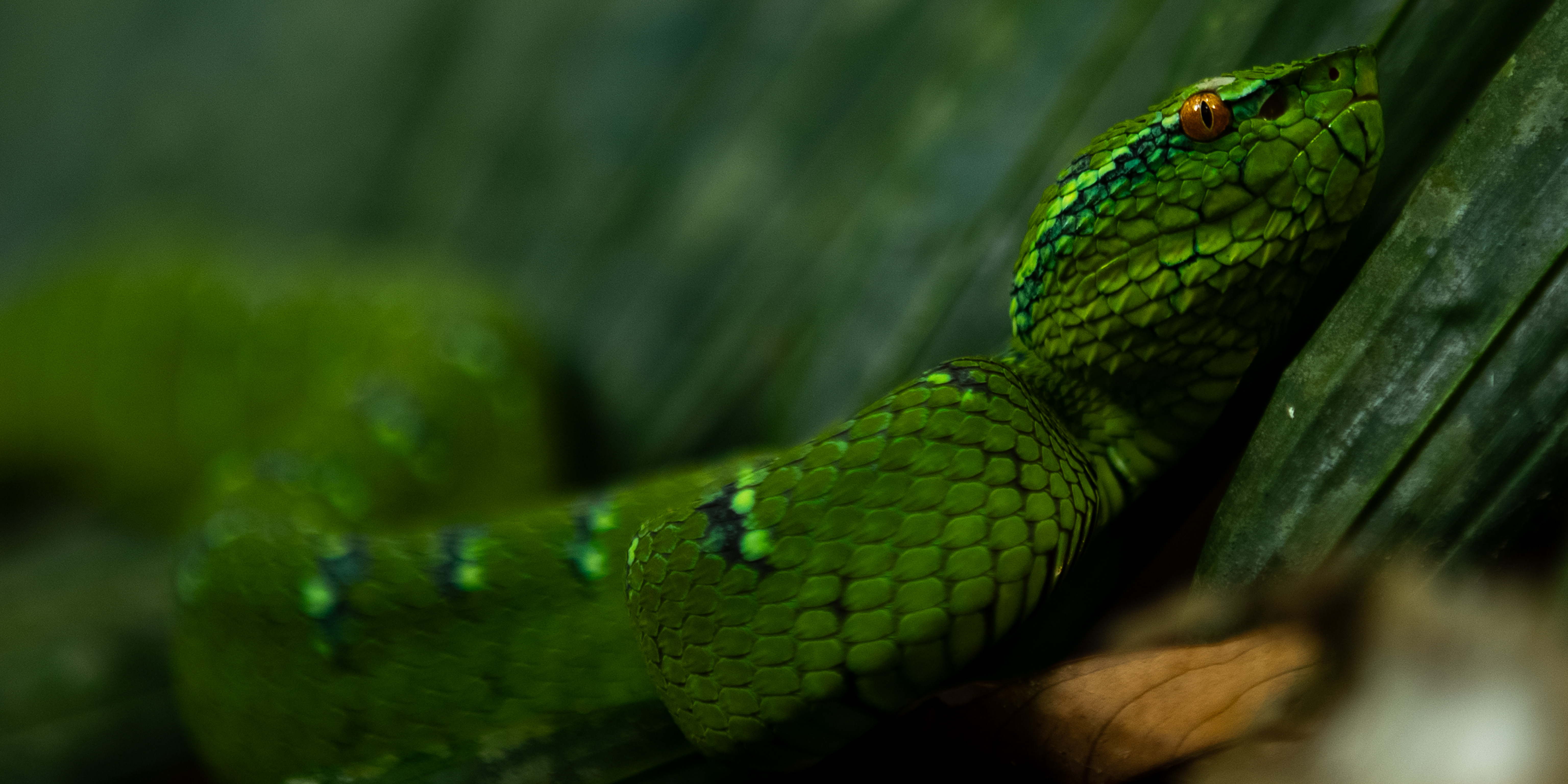 A close-up of a vibrant green snake with textured scales and bright orange eyes, resting on green leaves in its natural habitat. The background is blurred, highlighting the snakes head and body.