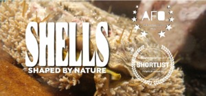 Close-up of a mollusk with a textured shell underwater. Large text reads Shells Shaped by Nature. Two laurels highlight that Shells - Shaped By Nature won Awards: AFO Official Selection 2026 and TV&Film Awards 2026 Shortlist.