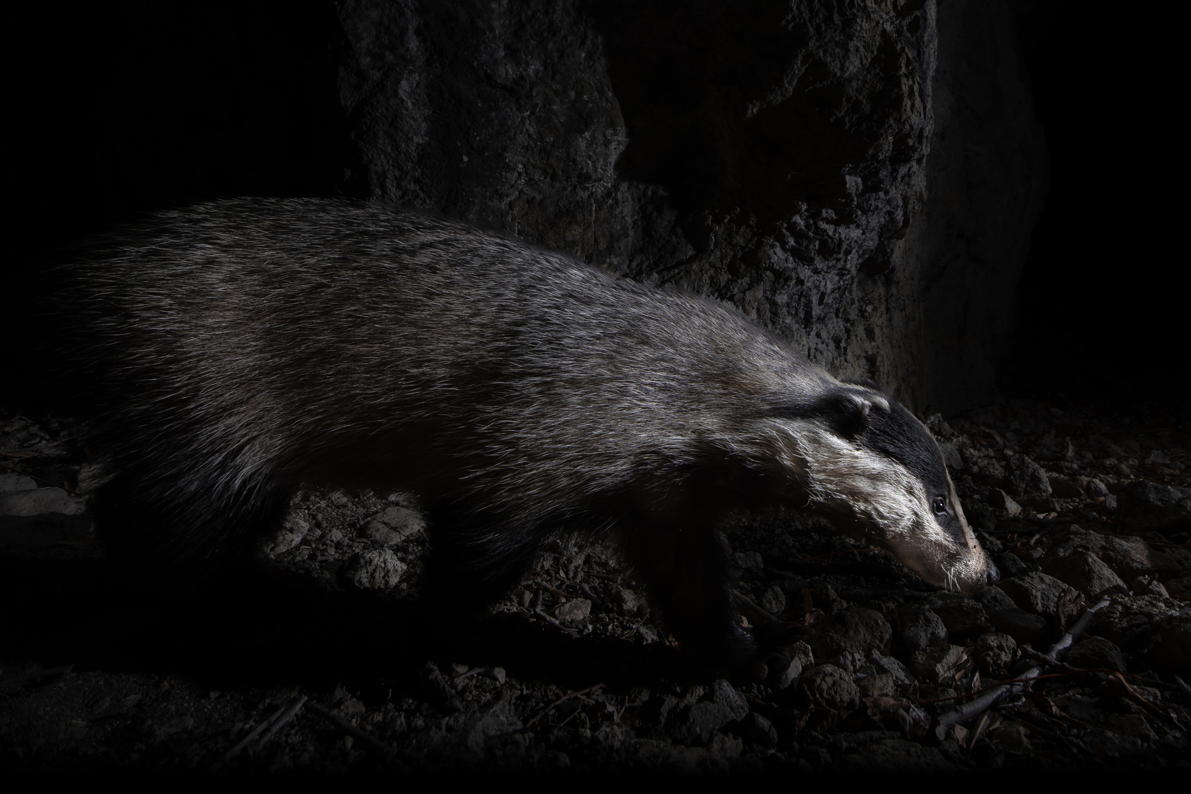 A European badger with a black and white striped face walks on rocky ground at night, illuminated by a beam of light against a dark, shadowy background near the Haus im Fels.
