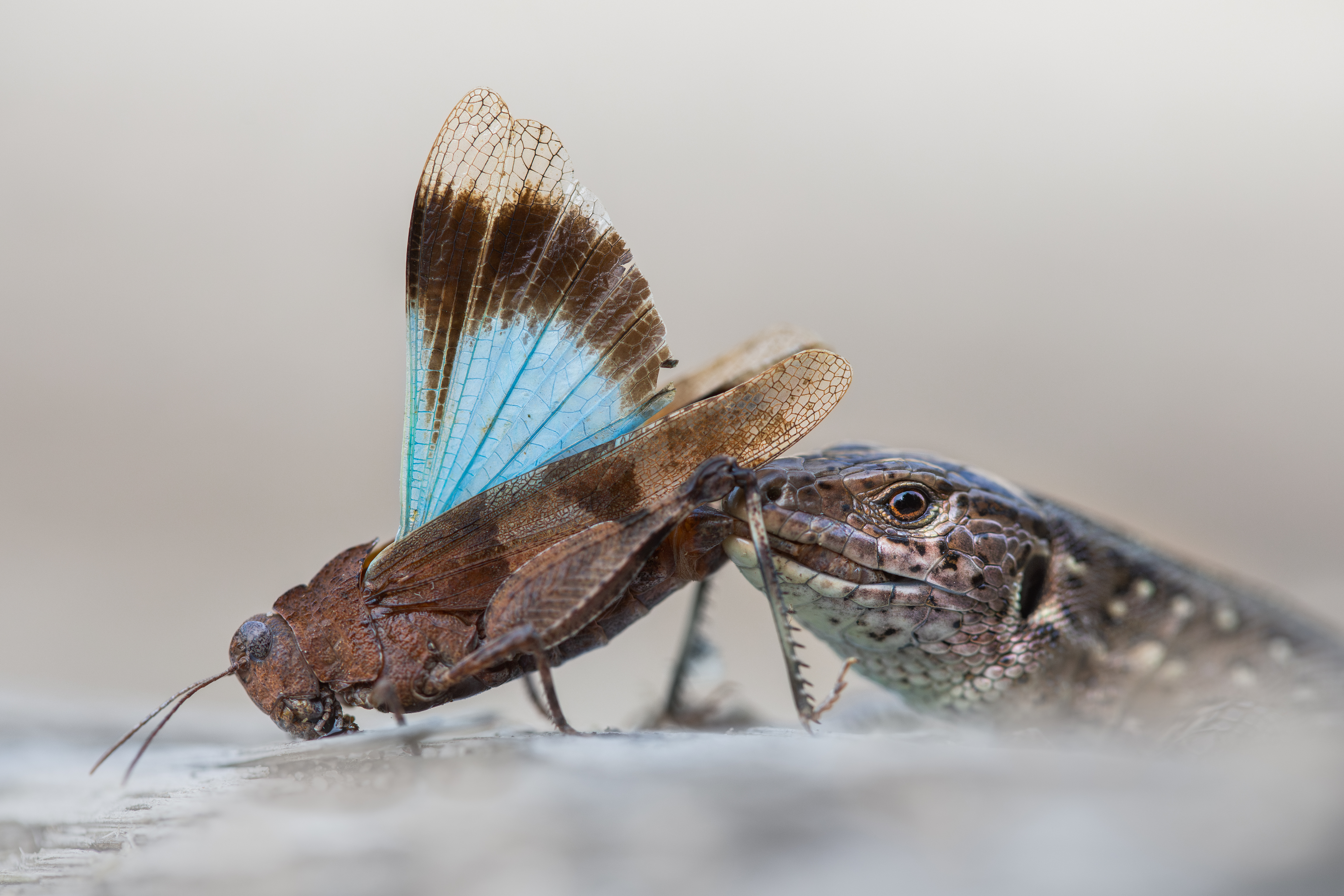 A close-up of a lizard biting into a brown and blue butterfly, their forms resting on a light, blurred surface—capturing the wild beauty near Haus im Fels.