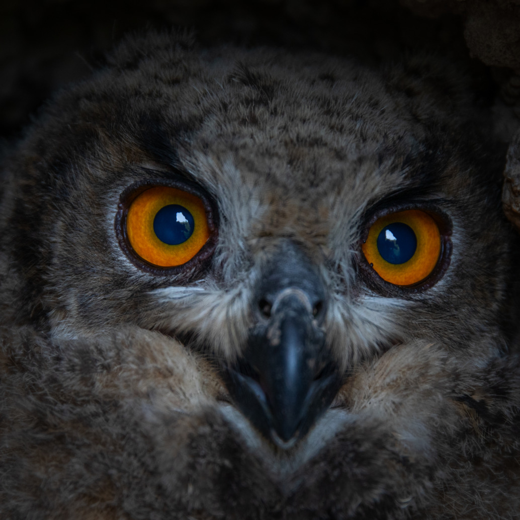 Close-up of an owl’s face with striking orange eyes, a sharp beak, and soft brown feathers, nestled among rocks reminiscent of a Haus im Fels in a dimly lit environment.