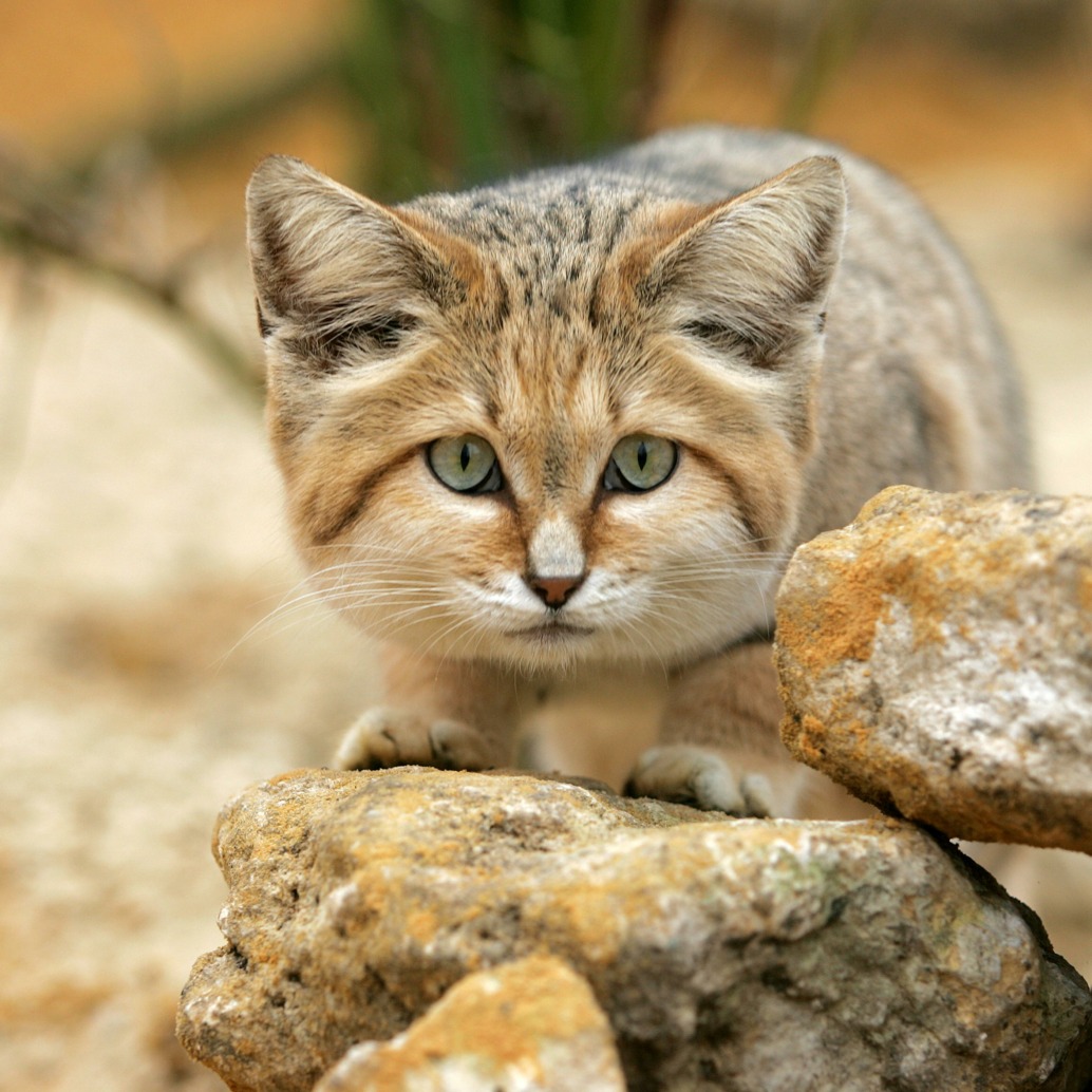 A sand cat with light brown fur and green eyes crouches behind rocks, looking alert. The sandy, natural background highlights these Phantoms of the Desert in their arid habitat.