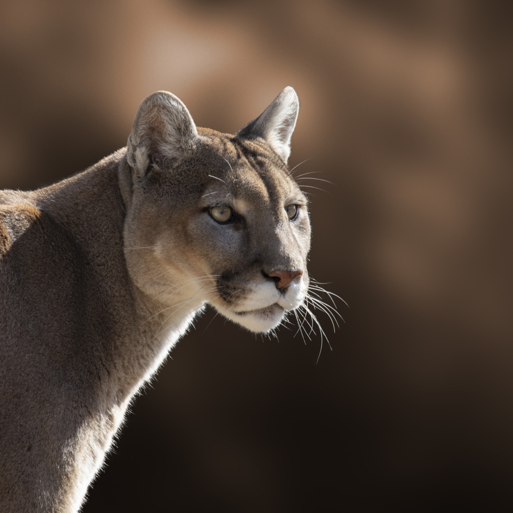 A close-up of a cougar, also known as a mountain lion, looking to the side with a focused expression. The blurred brown background highlights the America Re:Wild symbol of wildlife—the cougar’s face and muscular body.