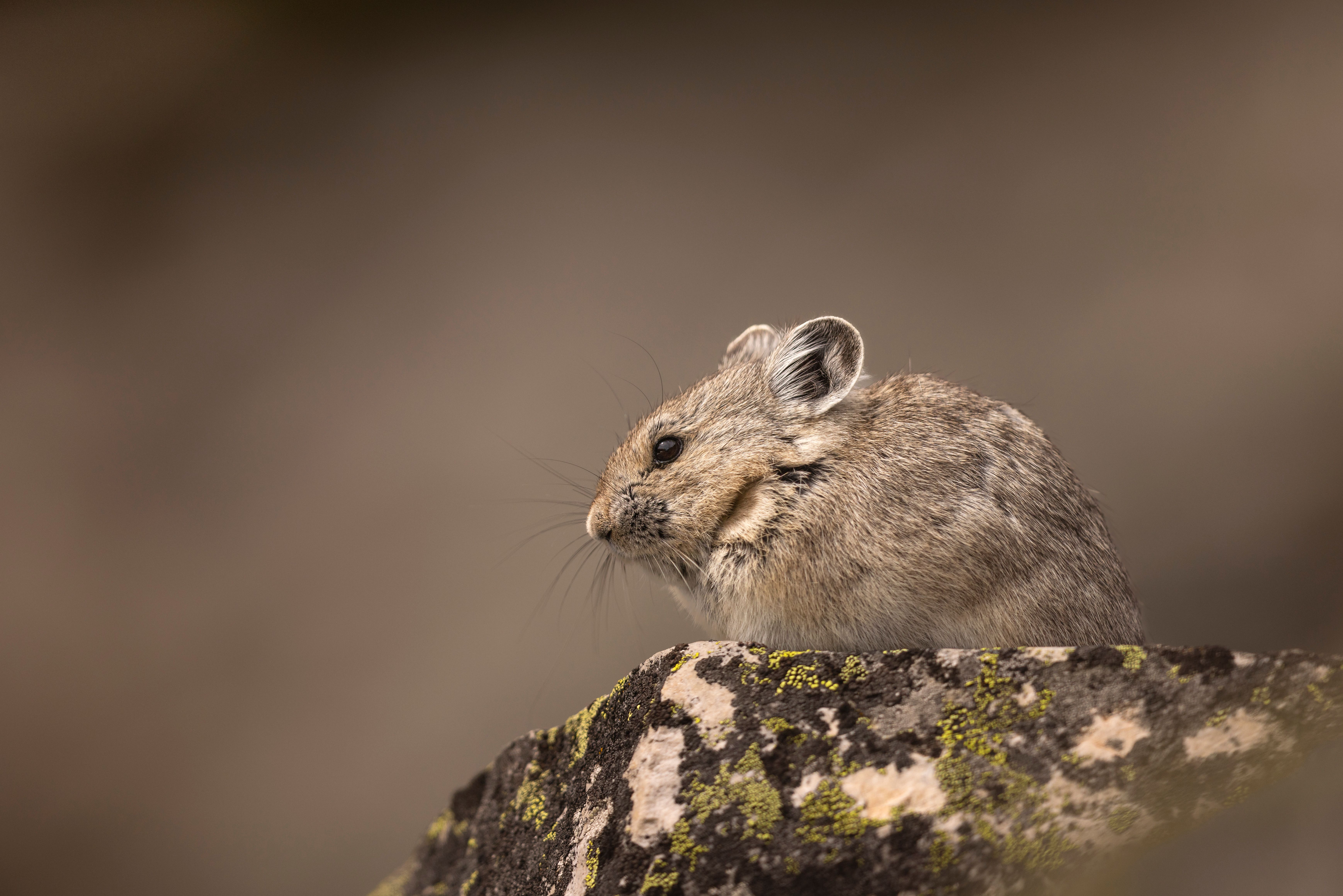 A small, furry pika sits on a mossy rock, looking to the left, with a blurred brown background—capturing the wild beauty that America Re:Wild seeks to protect.