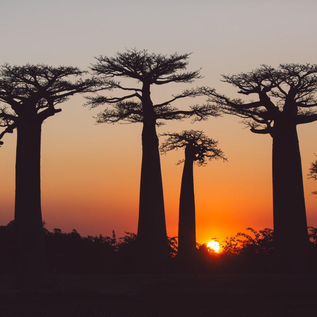 Silhouettes of tall baobab trees stand against an orange and purple sunset sky, with the sun partially visible near the horizon and a delicate white bloom scattered among sparse foliage in the foreground.