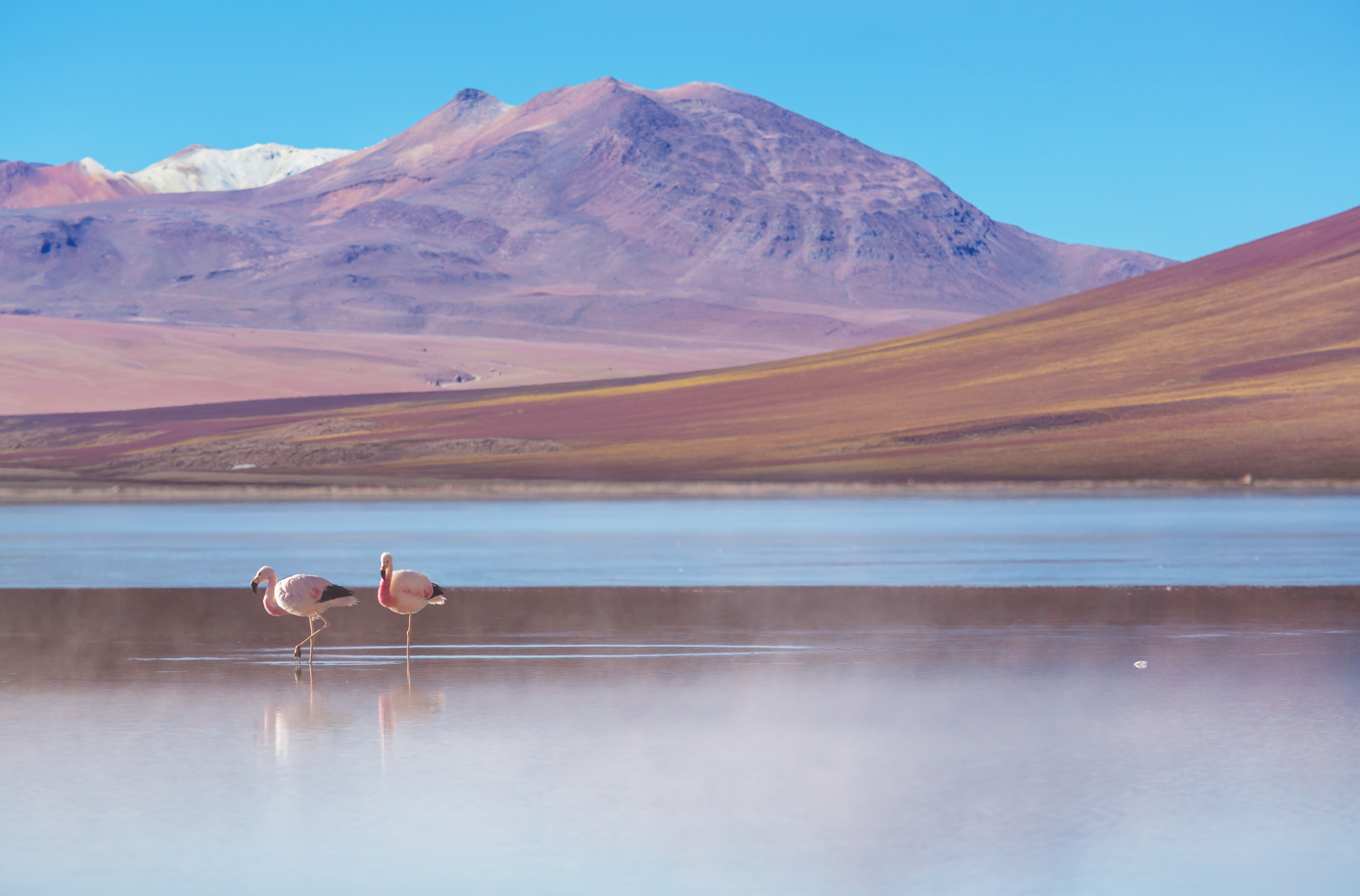 Two flamingos stand in shallow water with reflections, surrounded by a tranquil Bolivian lake and rolling, multicolored mountains under a clear blue sky—evoking the magic of Kingdoms of Salt.