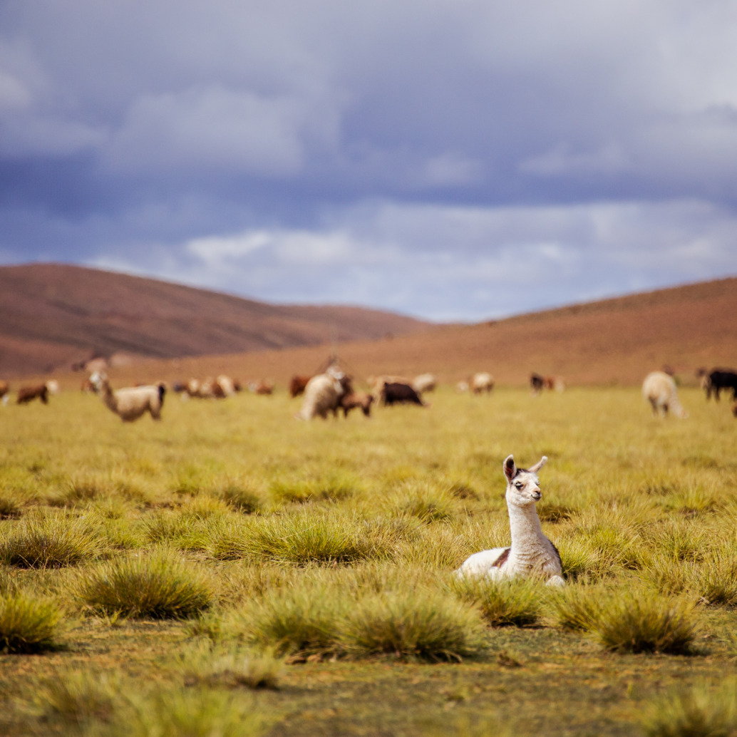 A white llama sits in a grassy field with tufts of grass, while a herd of llamas and alpacas graze in the background. Rolling brown hills, reminiscent of Bolivia’s landscapes, and a cloudy sky are visible in the distance.