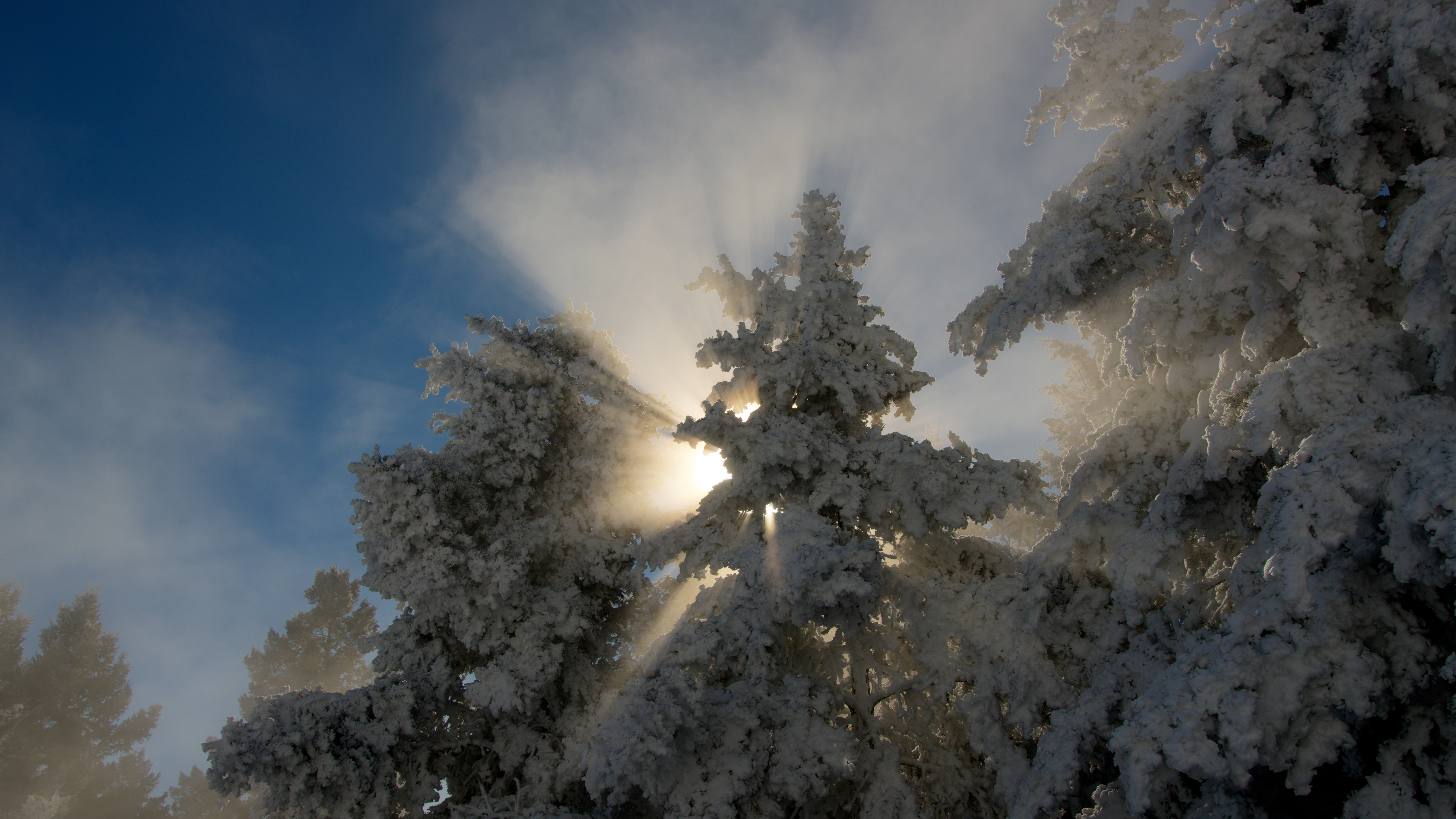 Snow-covered pine trees with sunlight streaming through their branches, creating misty rays against a clear blue sky—perfectly capturing the magic of Christmas in the Rockies.
