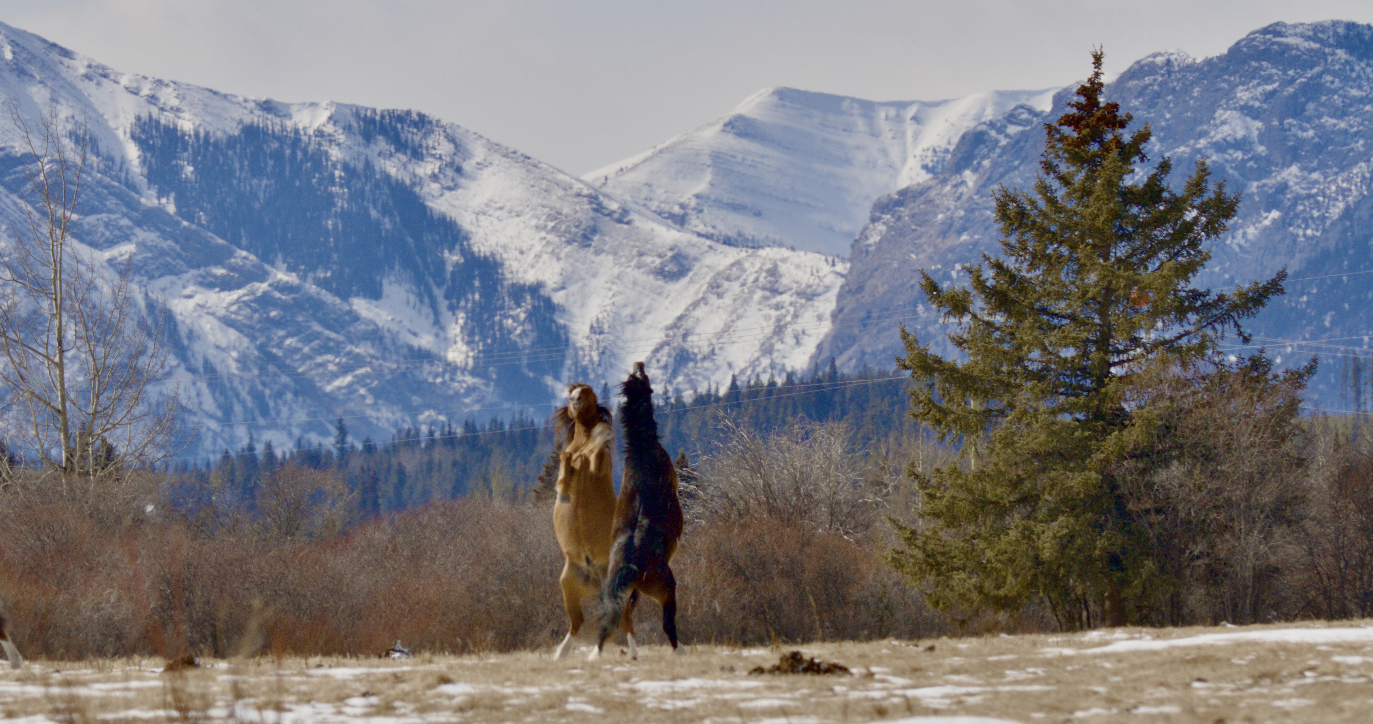 Two horses rear up and face each other on a grassy field with light snow, set against snow-covered mountains and evergreens under a cloudy sky—capturing the spirit of Christmas in the Rockies.