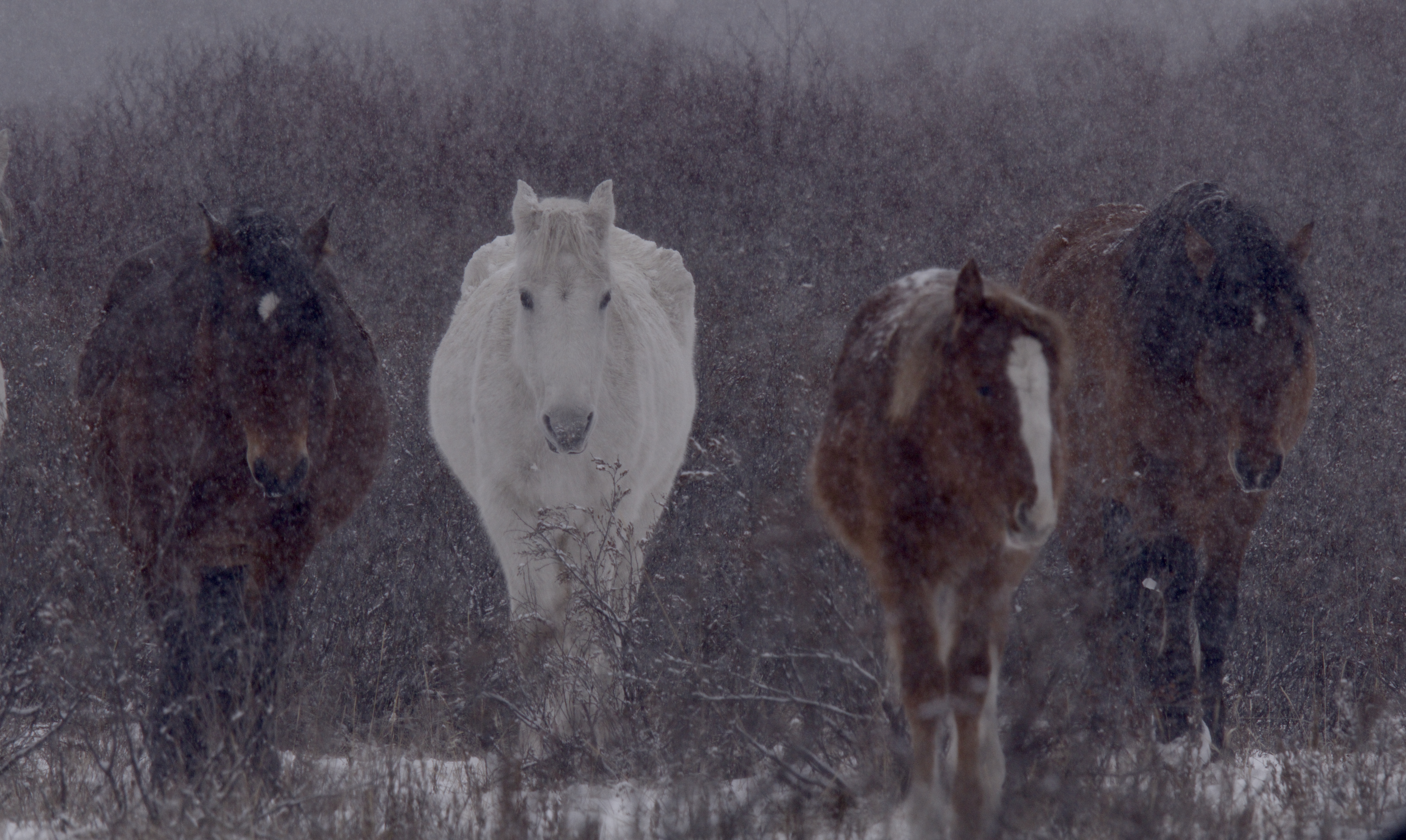 Four horses, including a white one in the center and three brown ones, walk through snowy brush in a misty, wintry Rockies landscape. Snowfall partially obscures their bodies and the background, evoking scenes from Christmas movies.