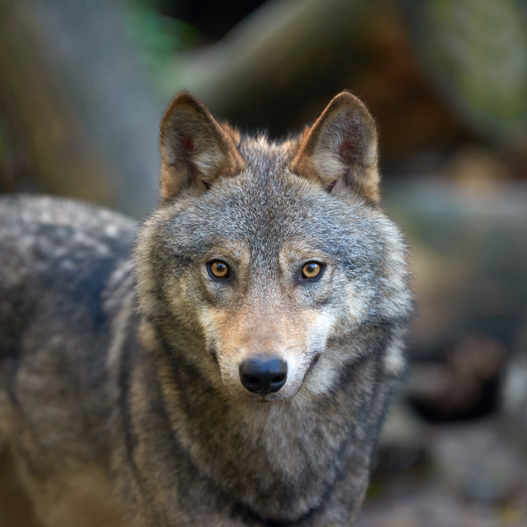 A close-up of a gray wolf standing outdoors, looking directly at the camera with alert yellow eyes. The blurred background features earthy tones and hints of greenery, evoking the mysterious atmosphere of a haunted forest.