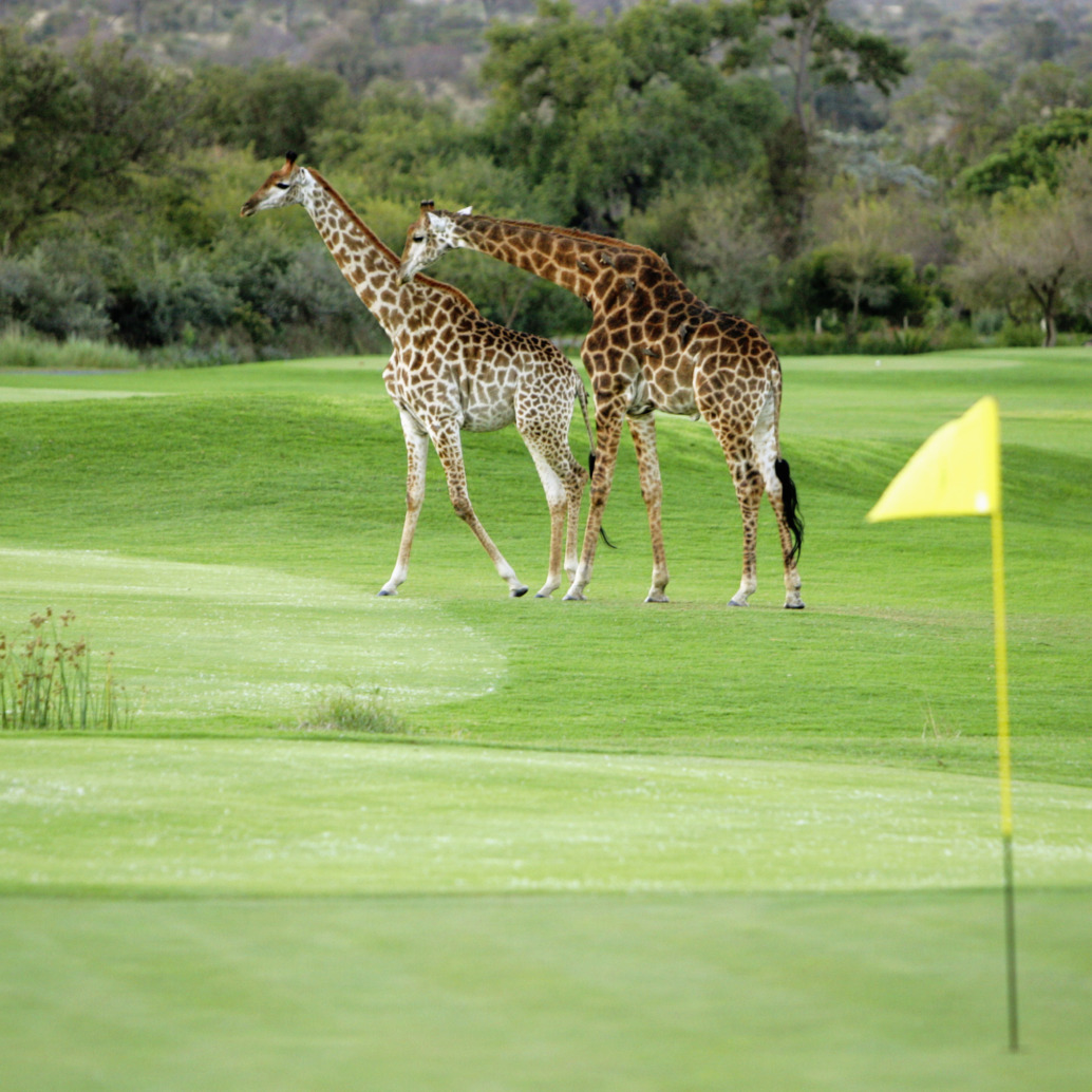 Two giraffes walk across a green golf course, with a yellow flag marking a hole in the foreground and trees in the background.