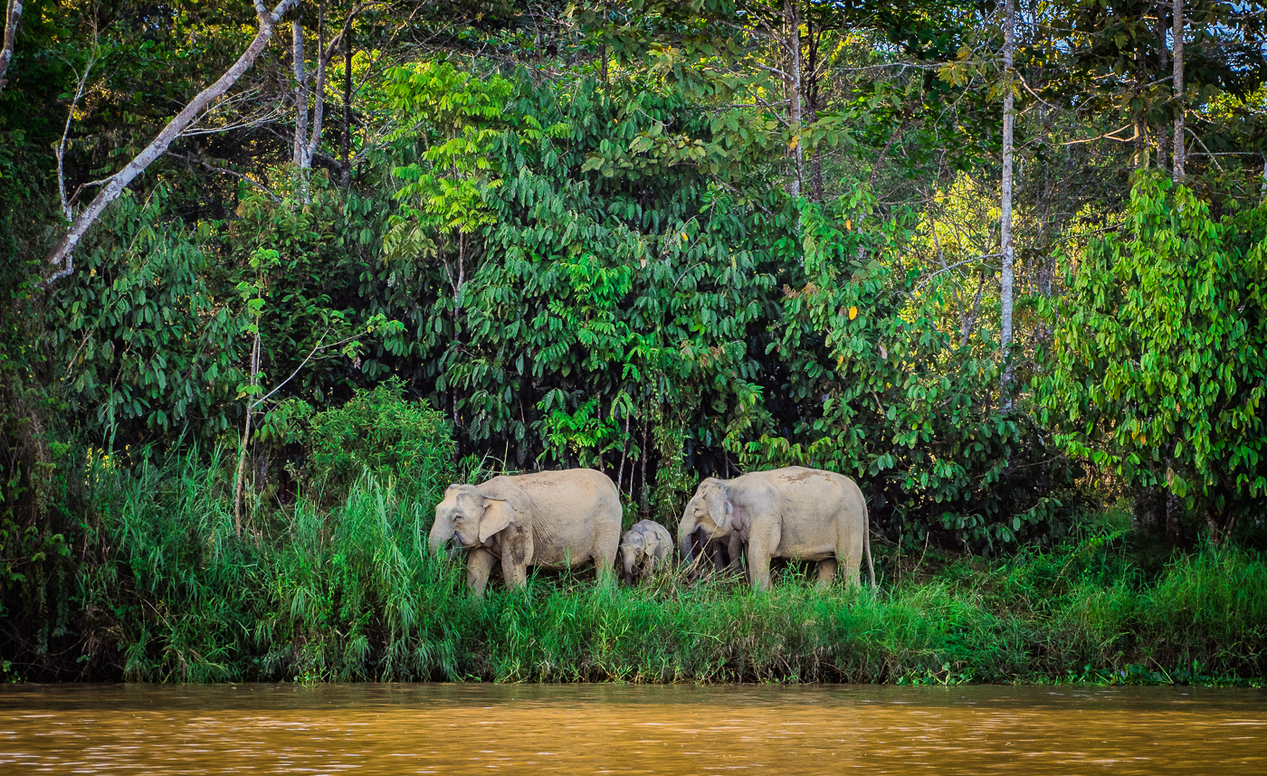 Three elephants, including the Littlest Elephant, stand on lush green grass at the edge of a forest, near a muddy riverbank—perfect for a kids story or children’s book setting, surrounded by dense trees and vibrant foliage.