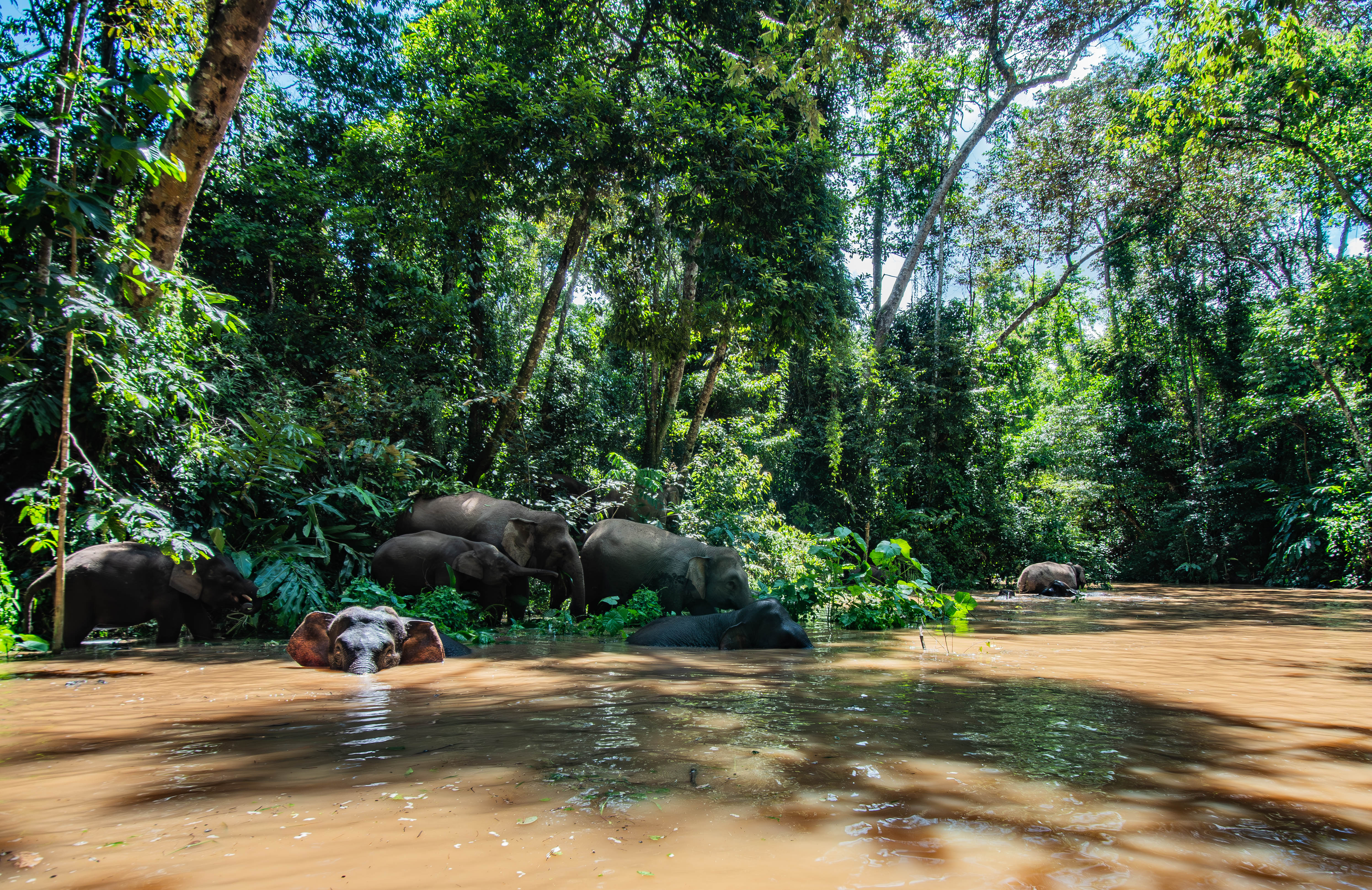 A group of elephants, including the Littlest Elephant, bathe in a muddy river surrounded by lush jungle trees and dense vegetation under a bright, clear sky—perfect for an enchanting children's book or elephant story.