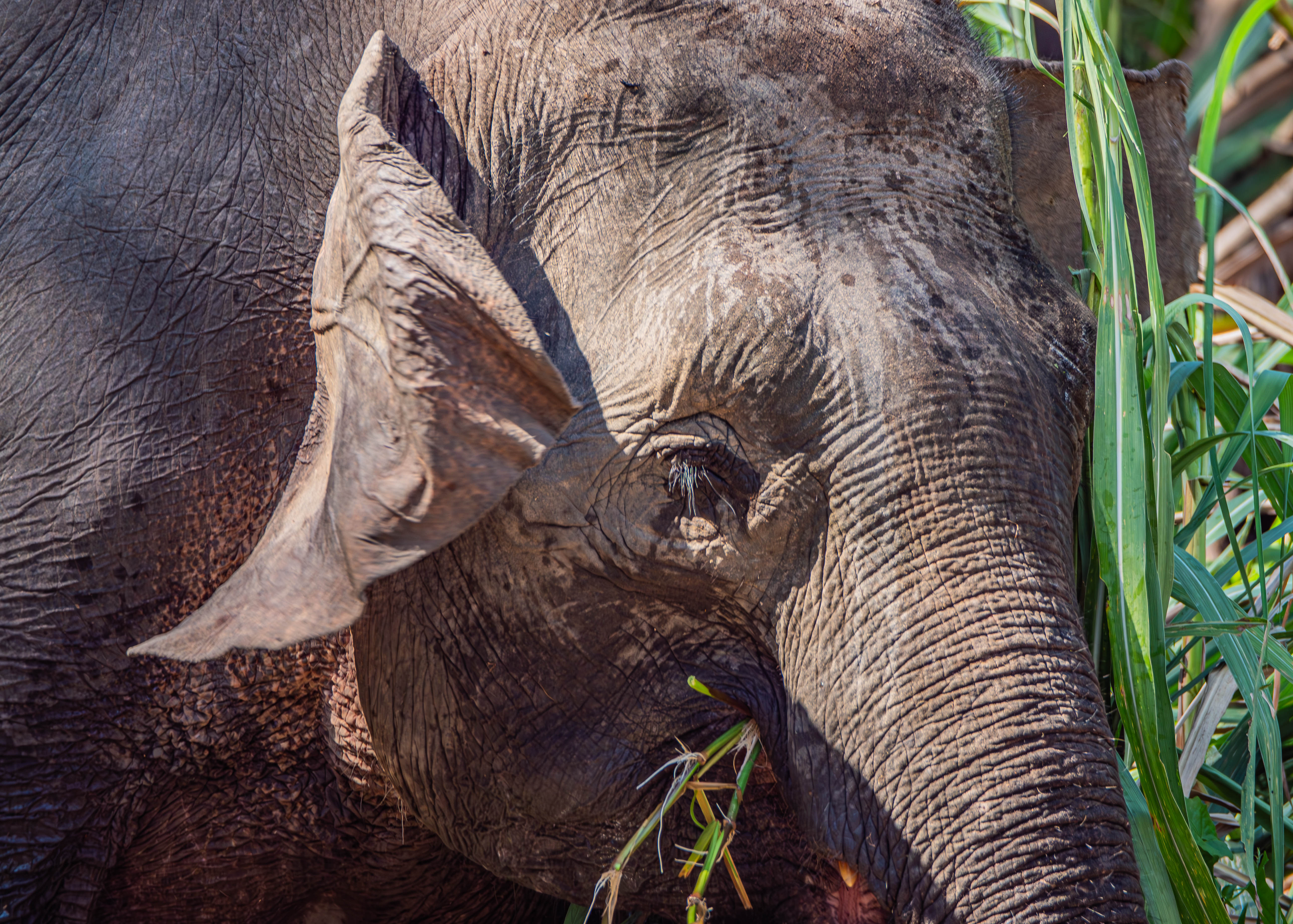 Close-up of an elephant’s head, showing its wrinkled skin, ear, and eye. Like a scene from a children's book, the Littlest Elephant is chewing on tall green grass in a natural outdoor setting.