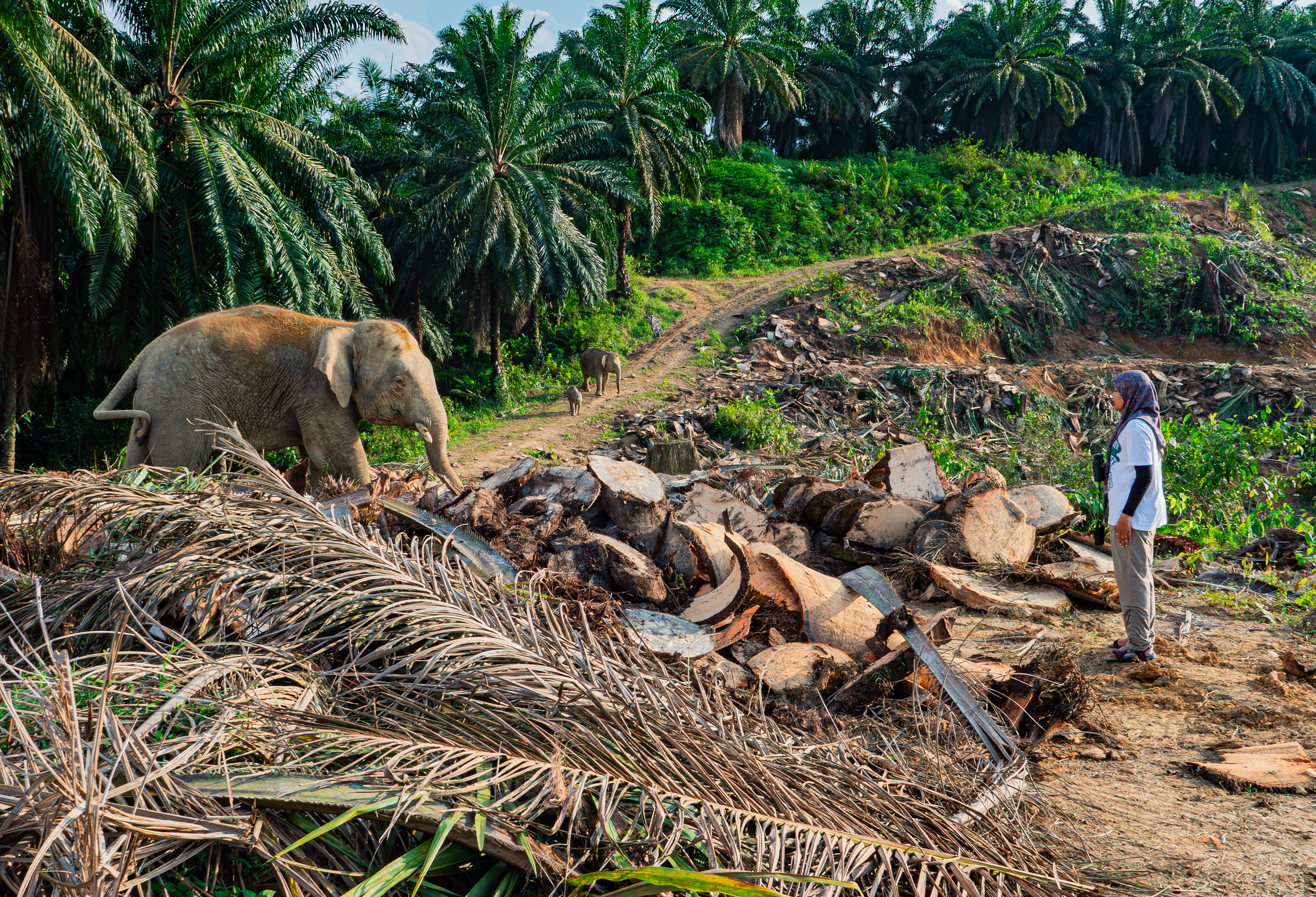 An elephant stands among felled trees and debris in a deforested area near oil palm plantations while a person observes from a distance. The Littlest Elephant is visible further back along the dirt path.