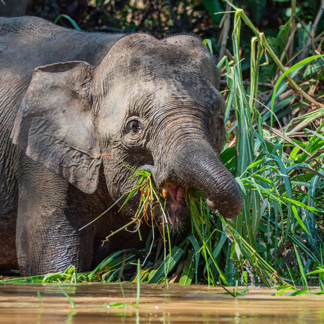 A young elephant, the Littlest Elephant from a kids story, stands in shallow water, using its trunk to eat long green grass, with dense vegetation in the background.