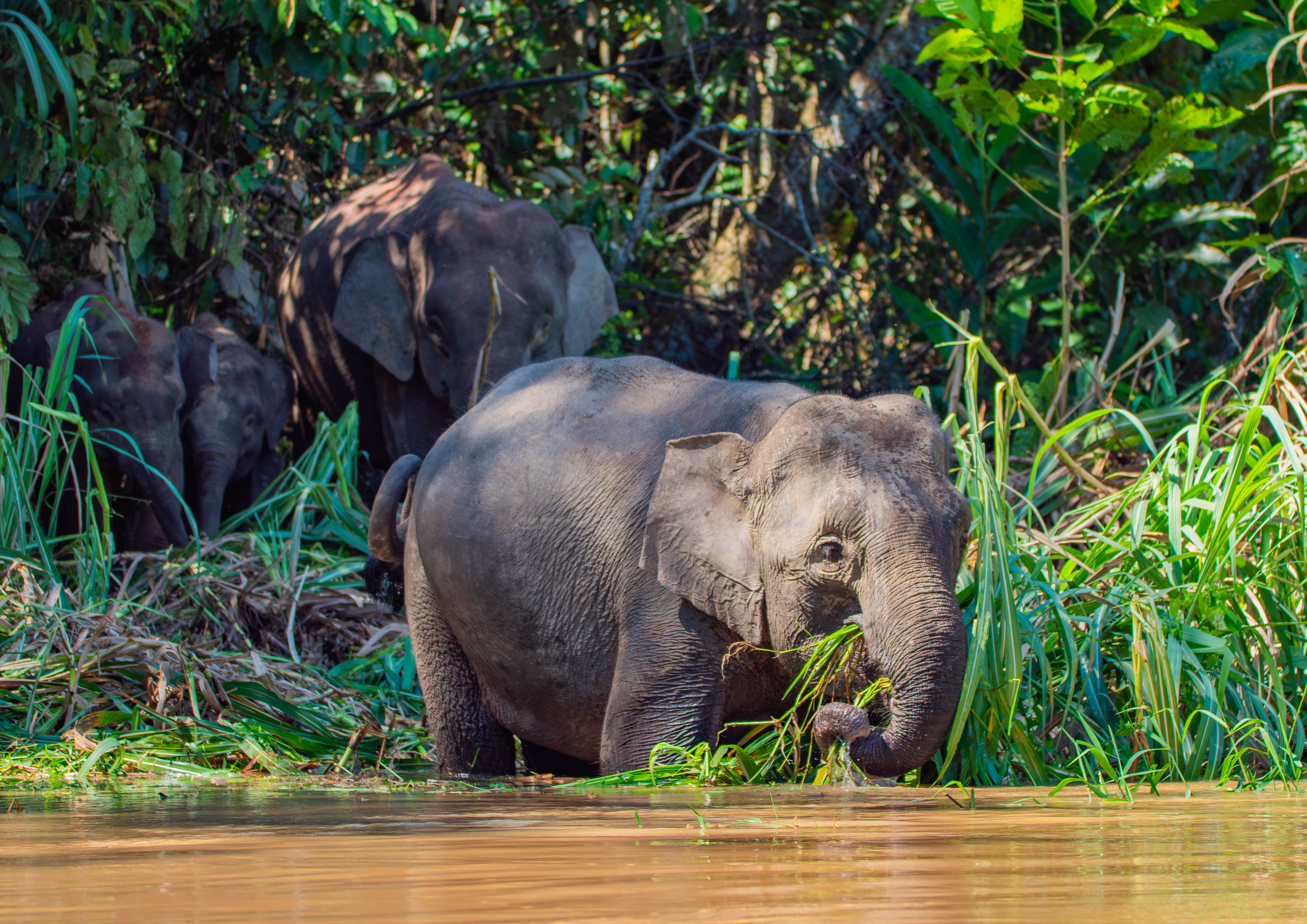An elephant stands in a river, eating green plants, while three others are partially visible in the background—perfect inspiration for a children's book or an enchanting elephant story like Littlest Elephant.