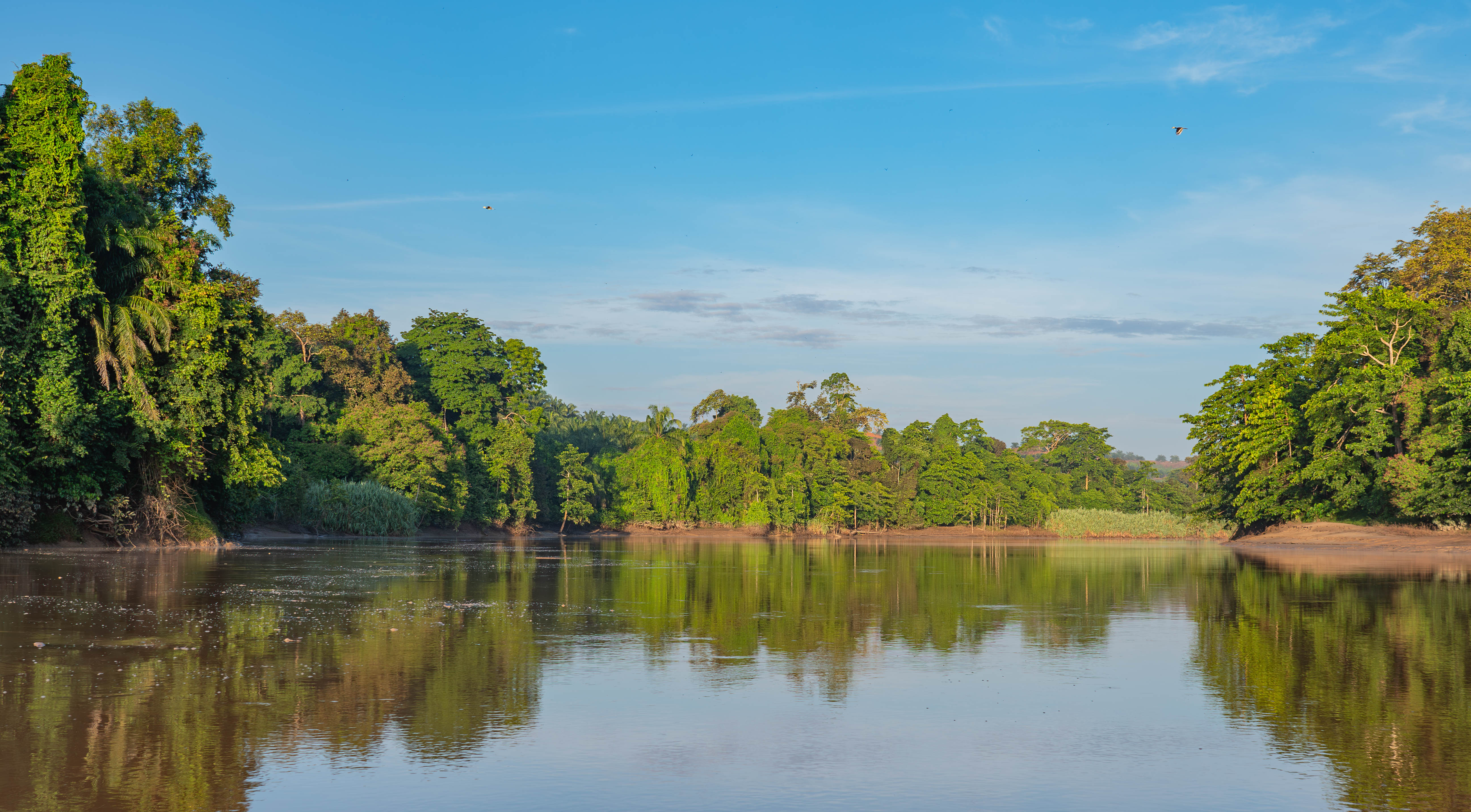 A calm river flows through dense green forest under a bright blue sky with scattered clouds; perfect scenery for a children's book like 