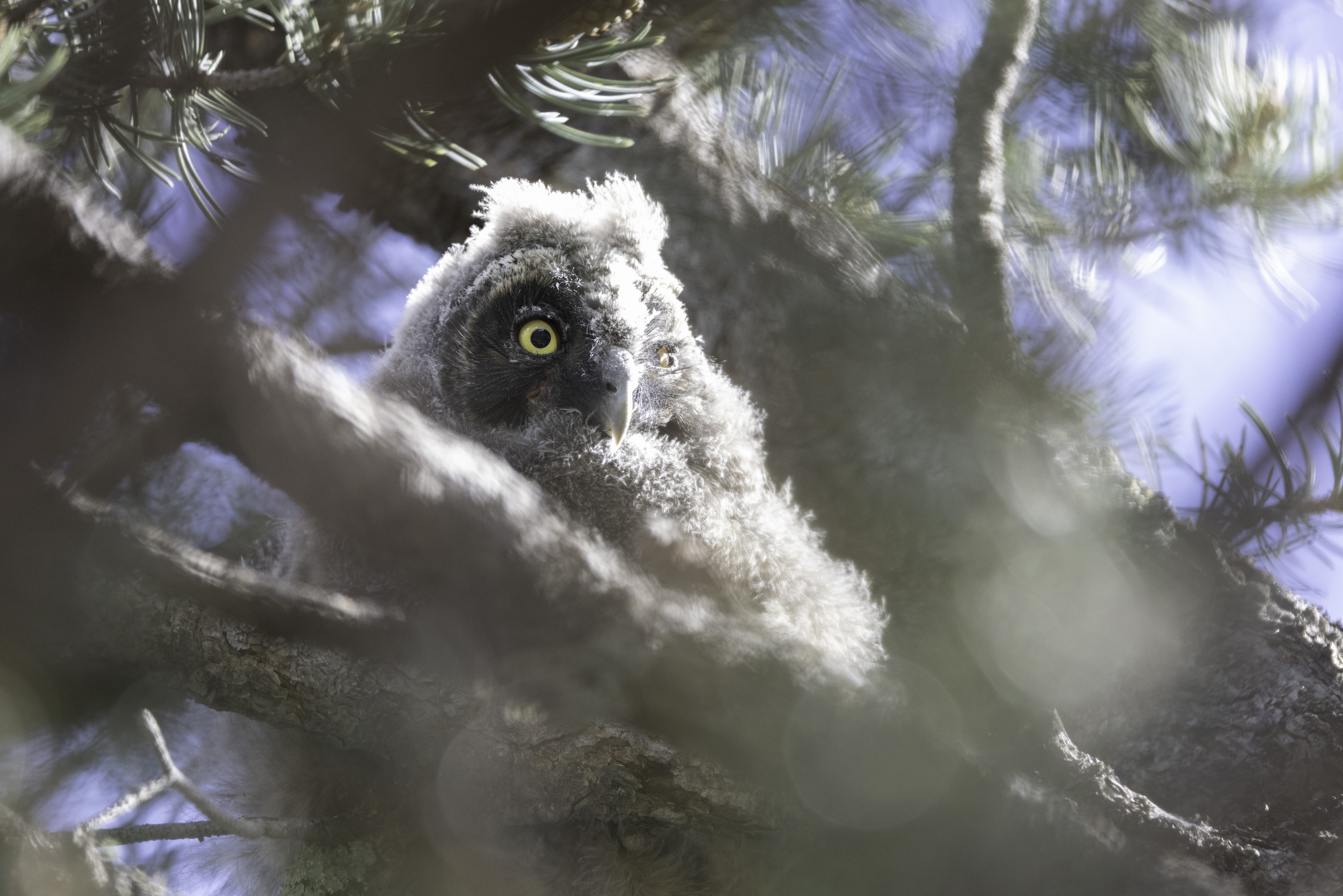 A fluffy baby owl with yellow eyes perches on a tree branch, partially hidden by leaves and branches, its posture capturing the Art of Being an Owl as sunlight filters through.