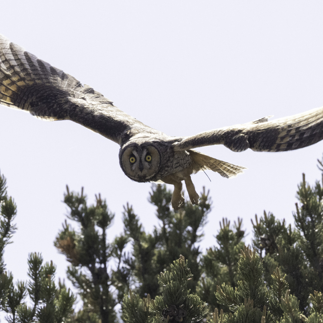 A long-eared owl, embodying the art of being an owl, soars above green pine trees, facing the camera with bright yellow eyes and spread feathers against a pale sky.