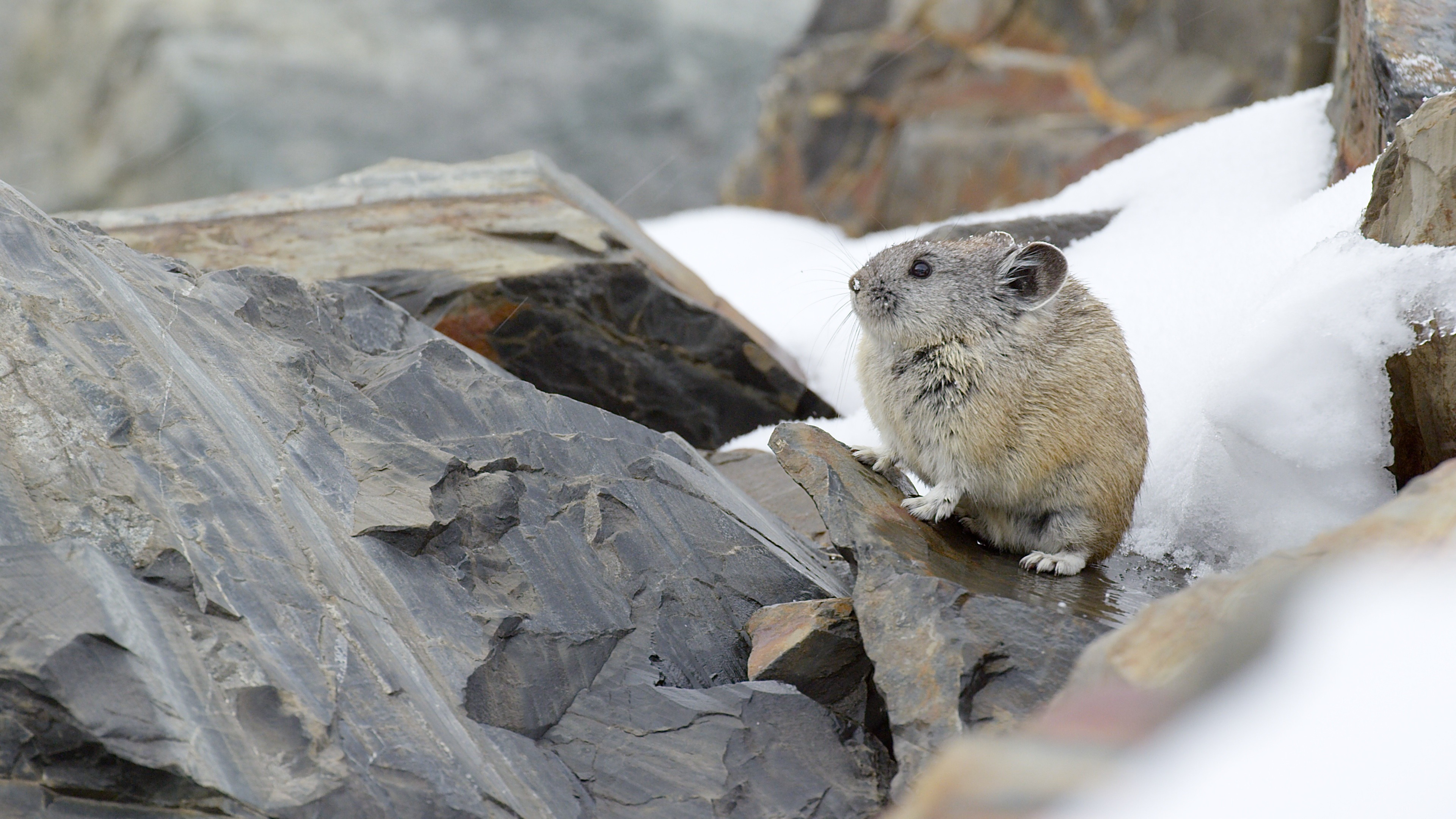 A small pika with brown and gray fur sits on rocky terrain partially covered with snow, looking upward. The scene suggests a cold, mountainous environment.