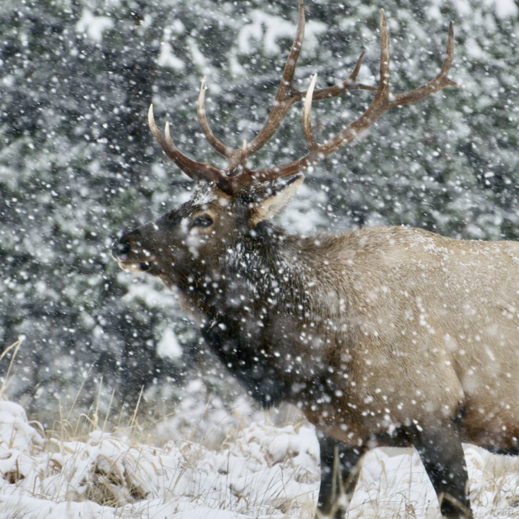 A large elk with impressive antlers stands in a snowy landscape, surrounded by falling snow and trees dusted with snow in the background.