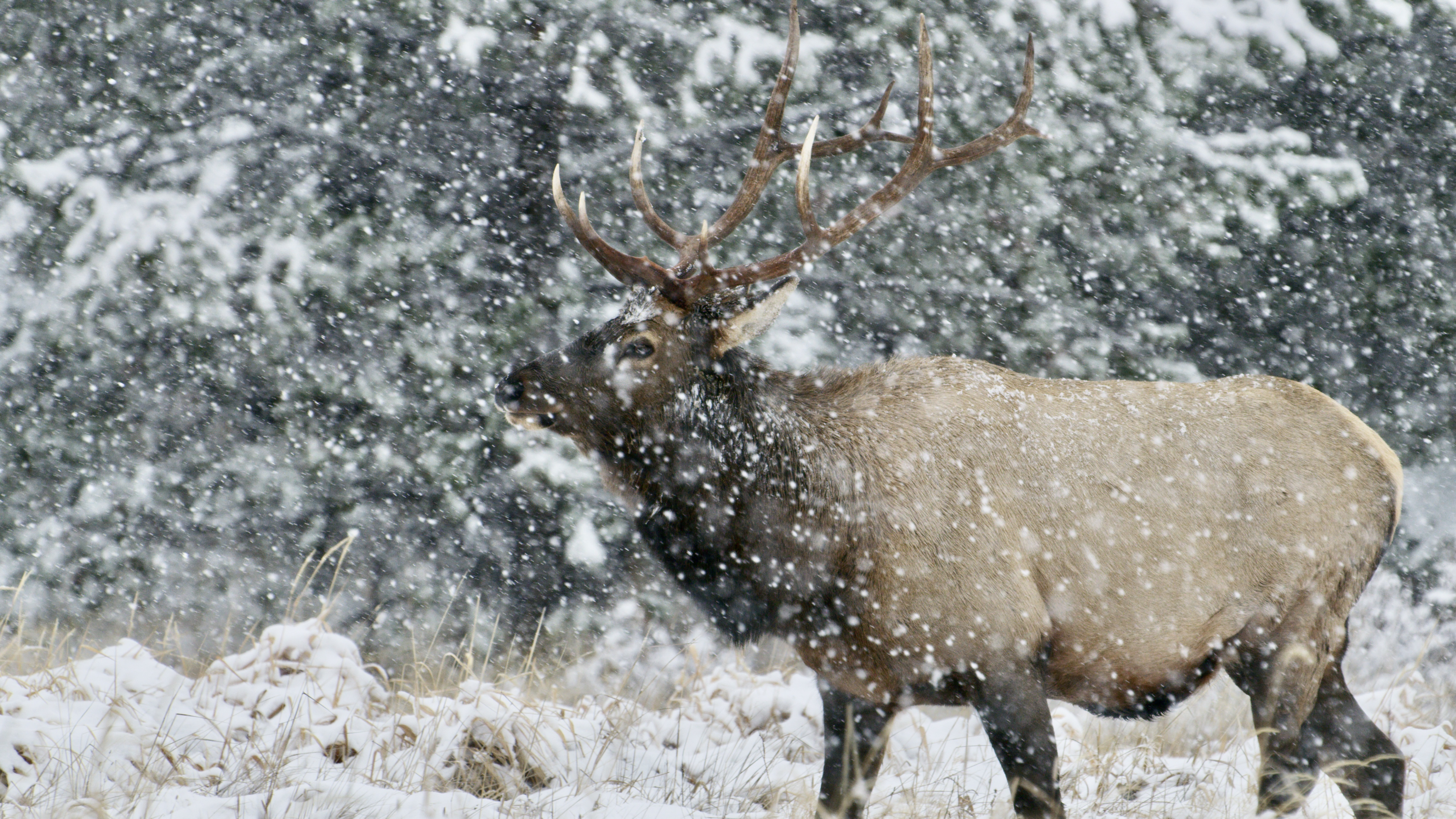 A large elk with impressive antlers stands in a snowy landscape, surrounded by falling snow and trees dusted with snow in the background.