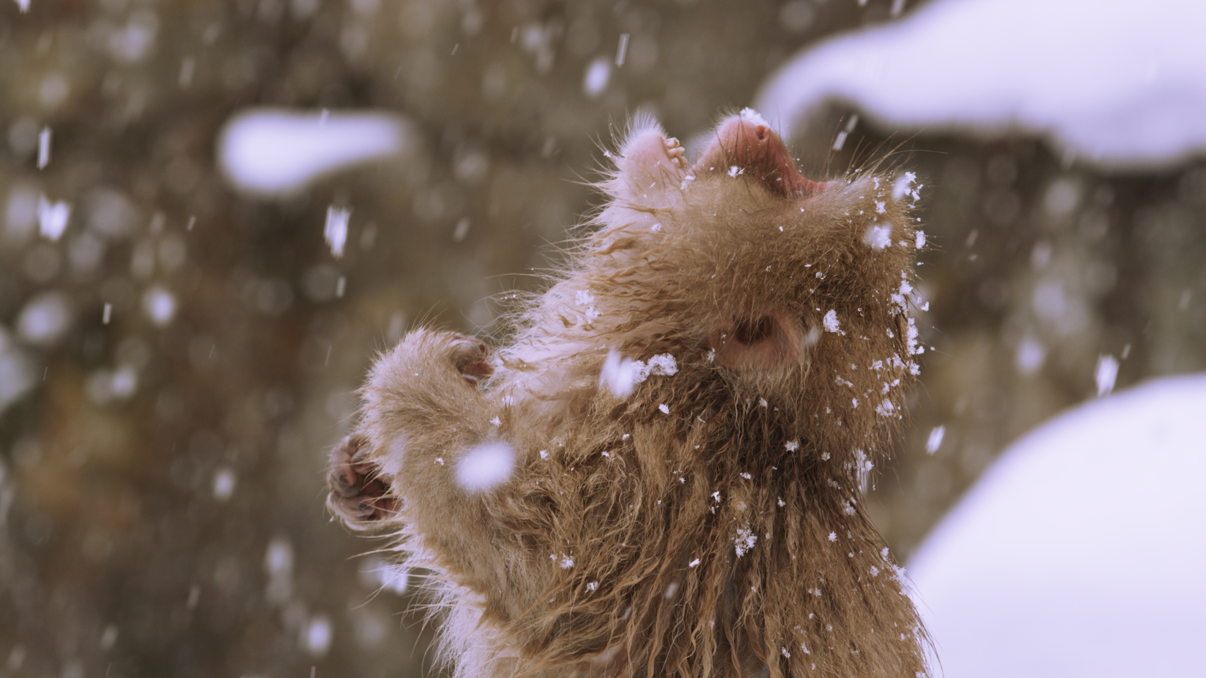 A Japanese macaque stands in falling snow with its head tilted back and mouth slightly open, appearing to enjoy the snowfall. Snowflakes are visible on its fur and in the air around it.