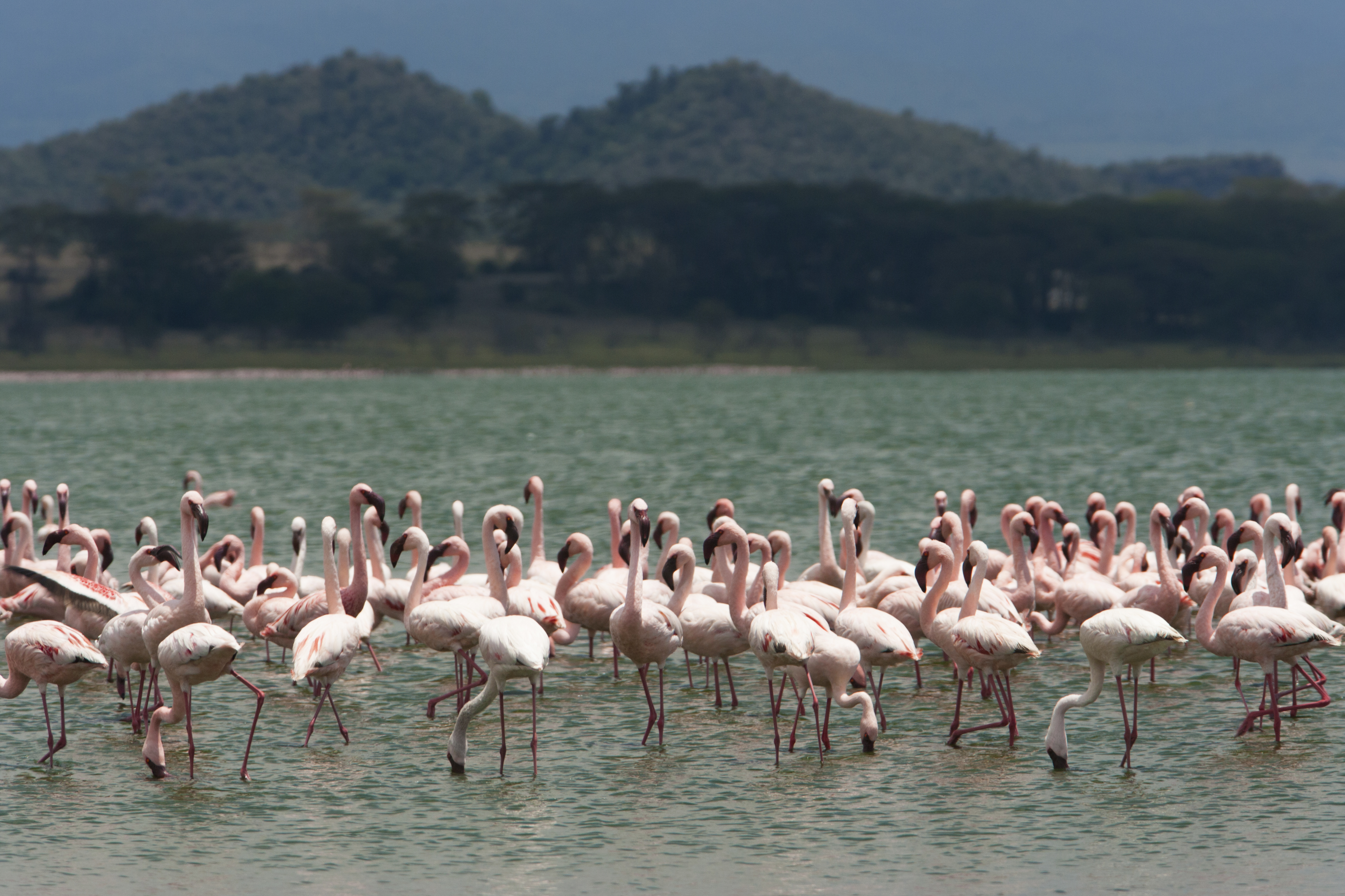 A large flock of pink flamingos stands and wades in shallow water in the Valley of the Last Flamingo, with green hills and trees in the background under a cloudy sky.
