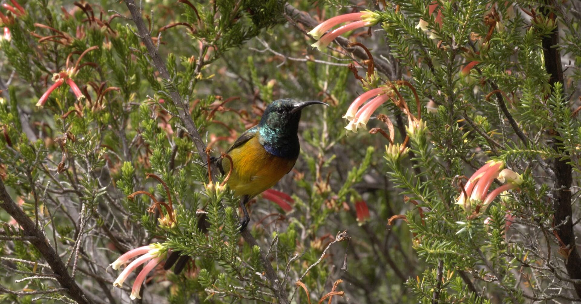 A colorful bird with iridescent green and blue feathers on its head and a yellow-orange belly perches on a branch amid green foliage and clusters of pink tubular flowers, bringing to mind the vibrant beauty seen in the War of the Flower.