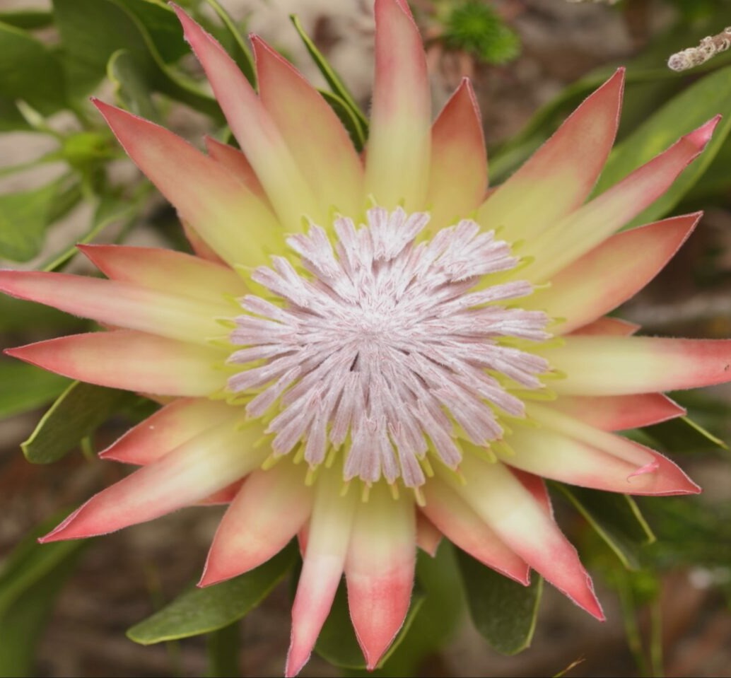A close-up top view of a protea flower, reminiscent of the War of the Flower, with pointed yellow petals tipped in pink, a spiky pale pink center, and green leaves in the background.