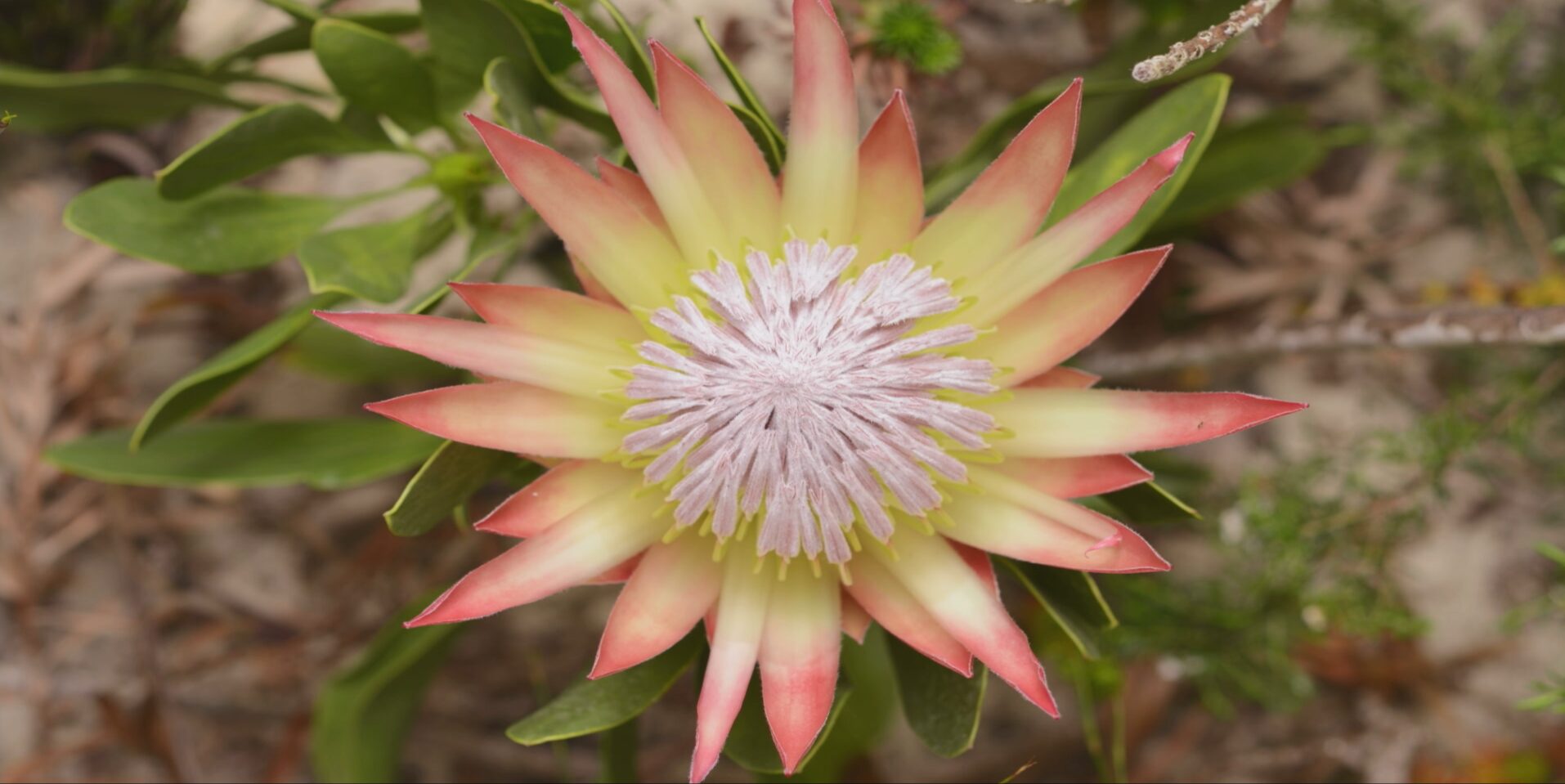 A close-up top view of a protea flower, reminiscent of the War of the Flower, with pointed yellow petals tipped in pink, a spiky pale pink center, and green leaves in the background.