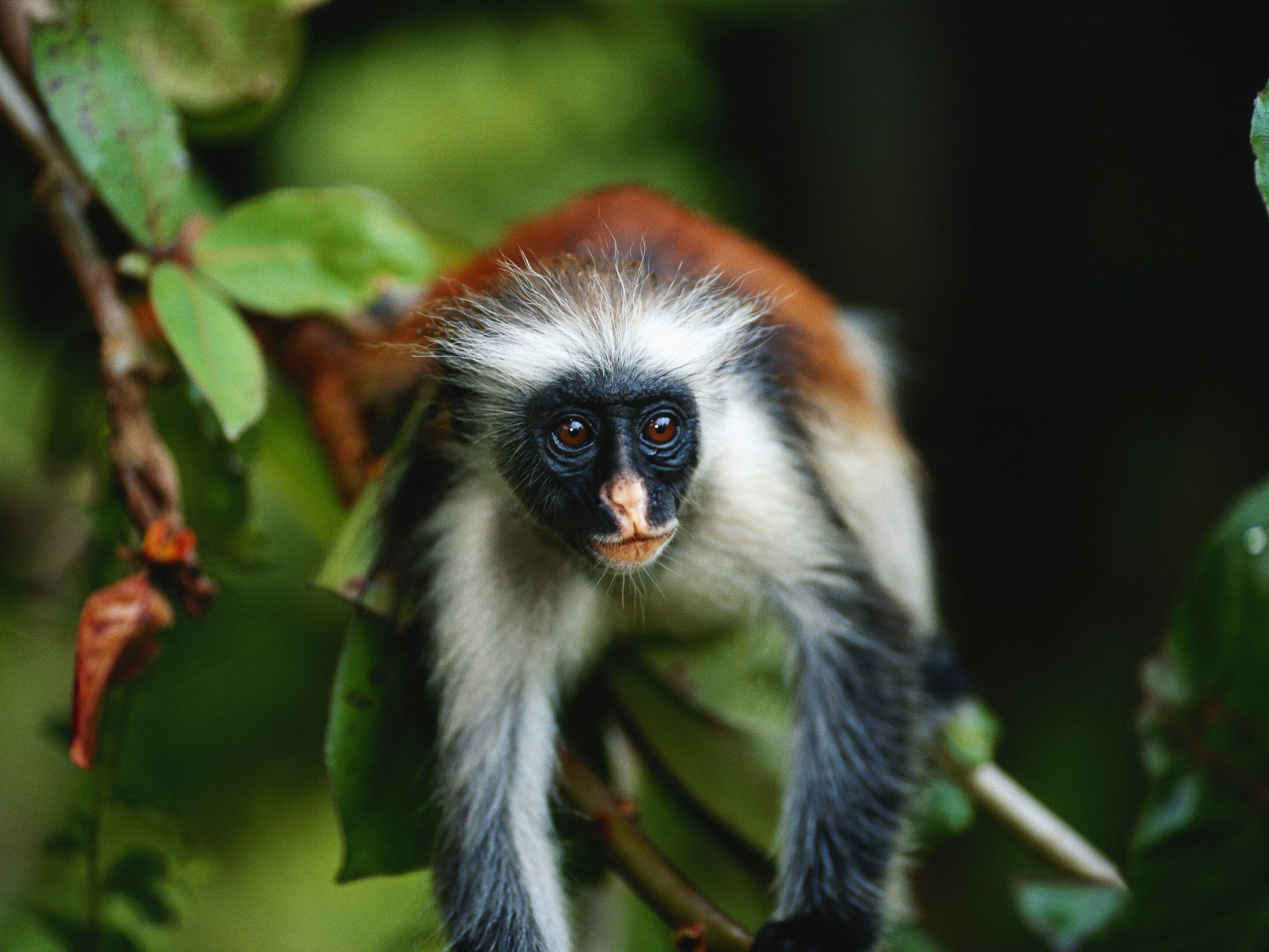 A red colobus monkey with a white face, dark eyes, and reddish-brown fur sits among green leaves in Zanzibar, on the Spice Islands, looking directly at the camera.
