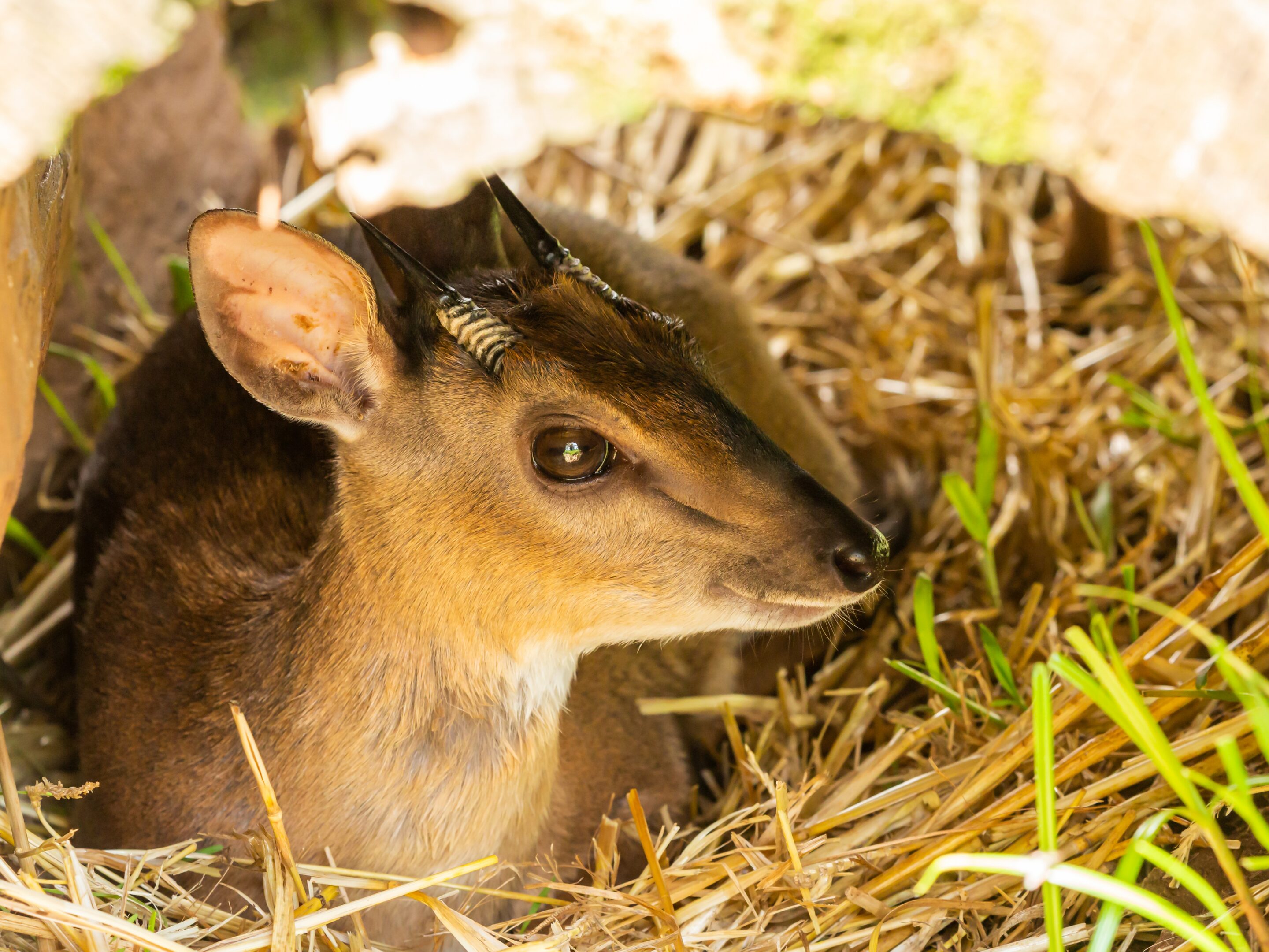 A small brown antelope with short, ridged horns lies on a bed of straw in Zanzibar, surrounded by green grass and dappled sunlight.