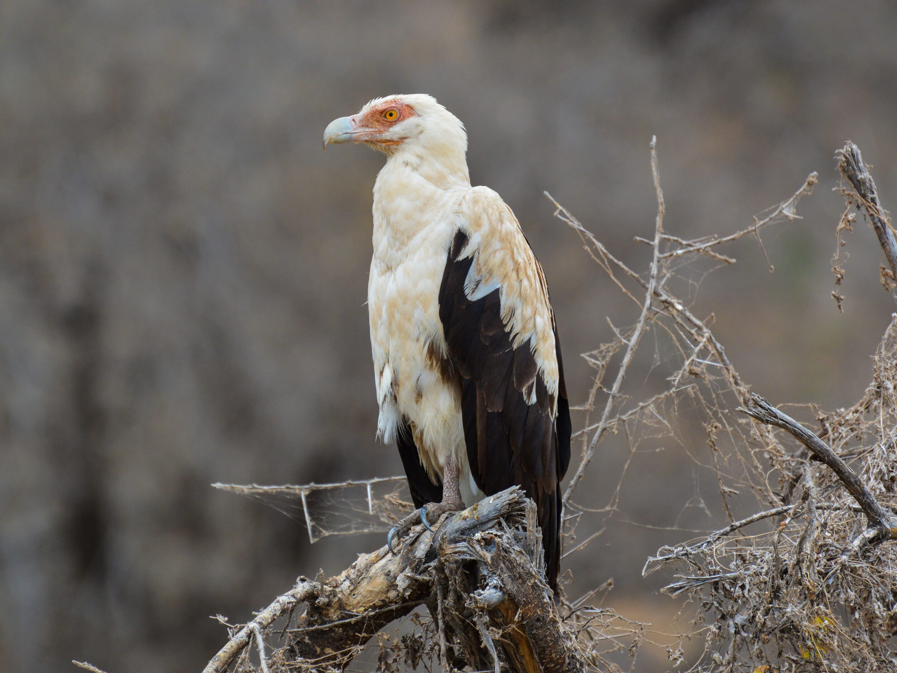 A pale-feathered vulture with dark wings and a hooked beak perches on a dry, branchy tree, evoking the wild beauty of Zanzibar against a blurred, brown natural background.