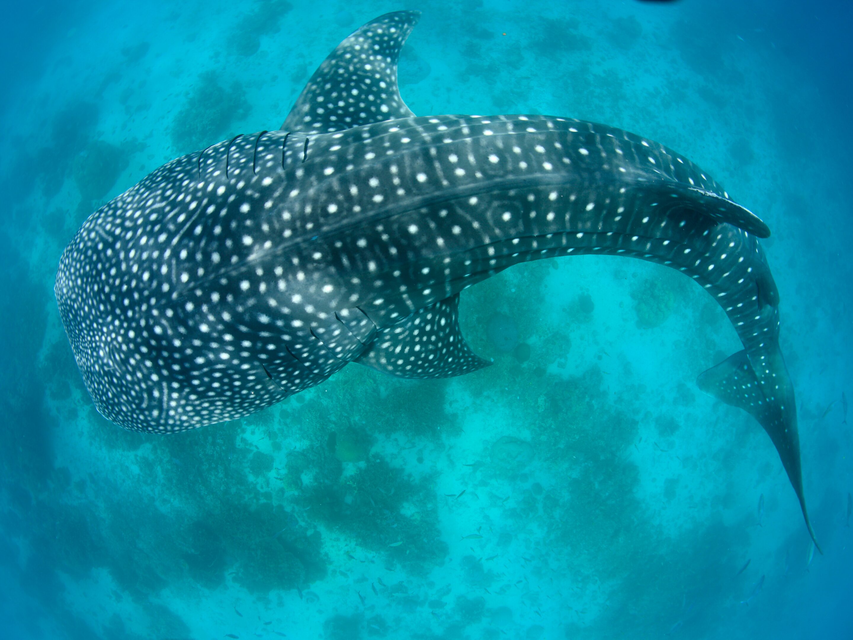 A large whale shark with white spots swims gracefully in clear blue ocean water off Zanzibar, viewed from above.