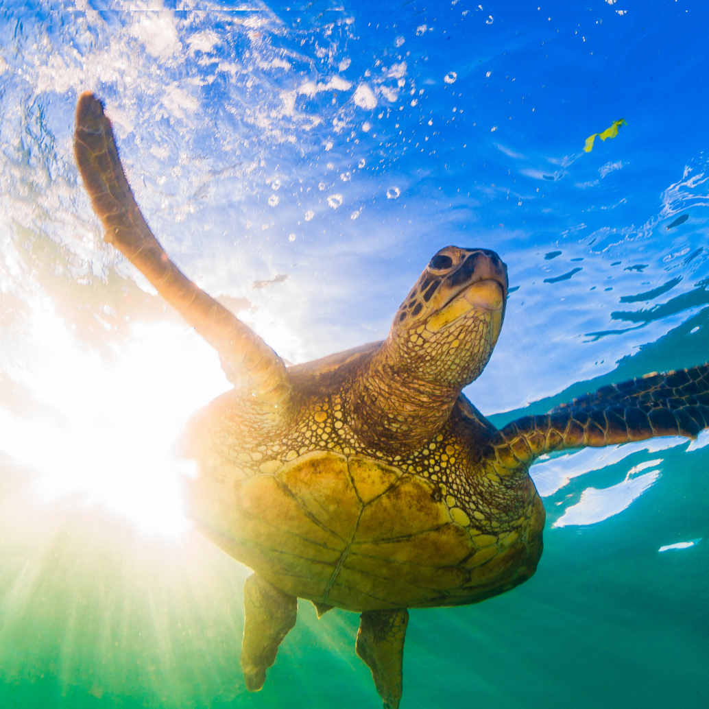 A sea turtle swims underwater with its flippers spread wide, sunlight shining through clear blue water from behind, highlighting the turtle’s textured shell and evoking the vibrant colors of Zanzibar’s Spice Islands.